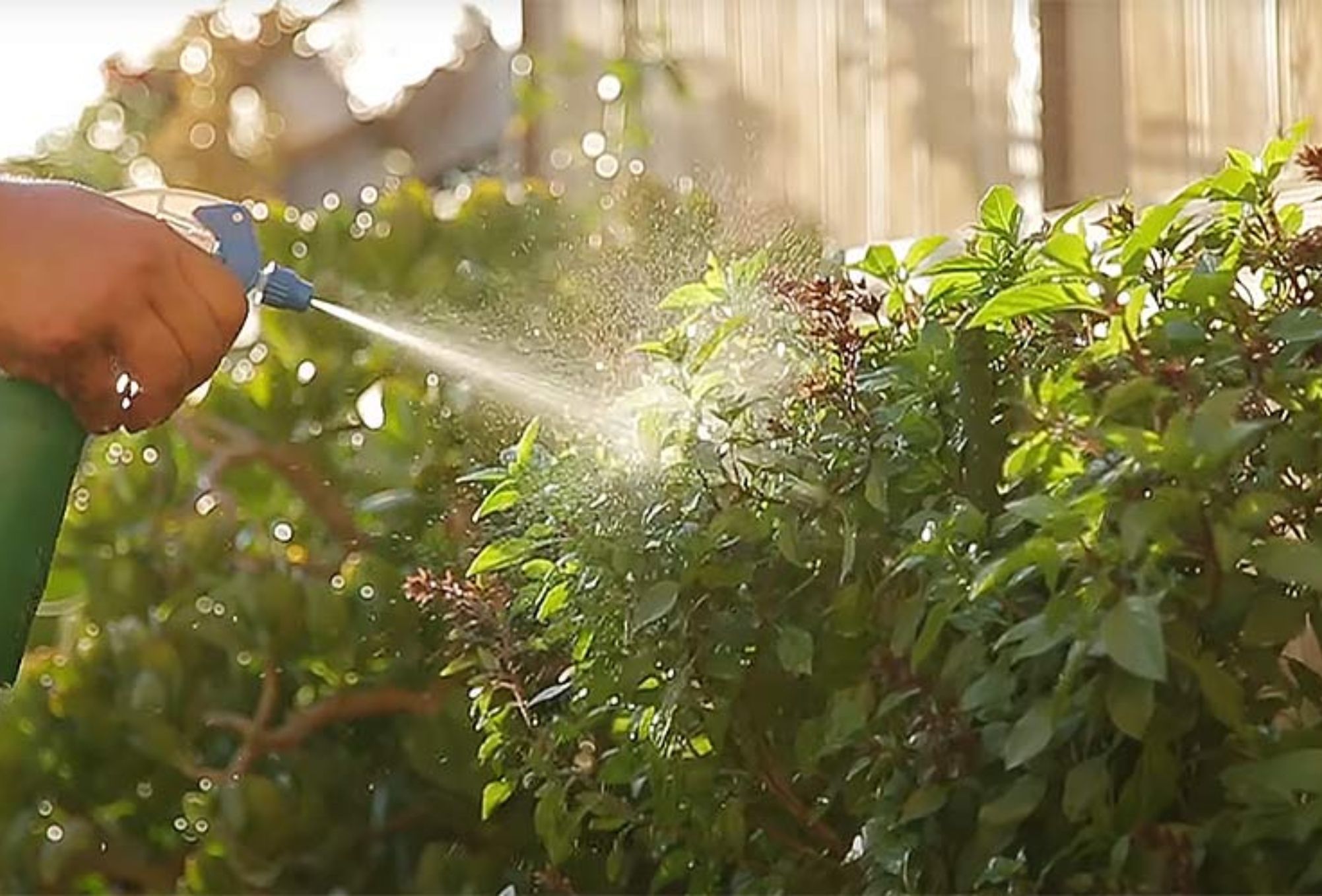 Καμένα και κατεστραμμένα φυτά από το κρύο και το χιόνι: Πως να τα προστατέψετε