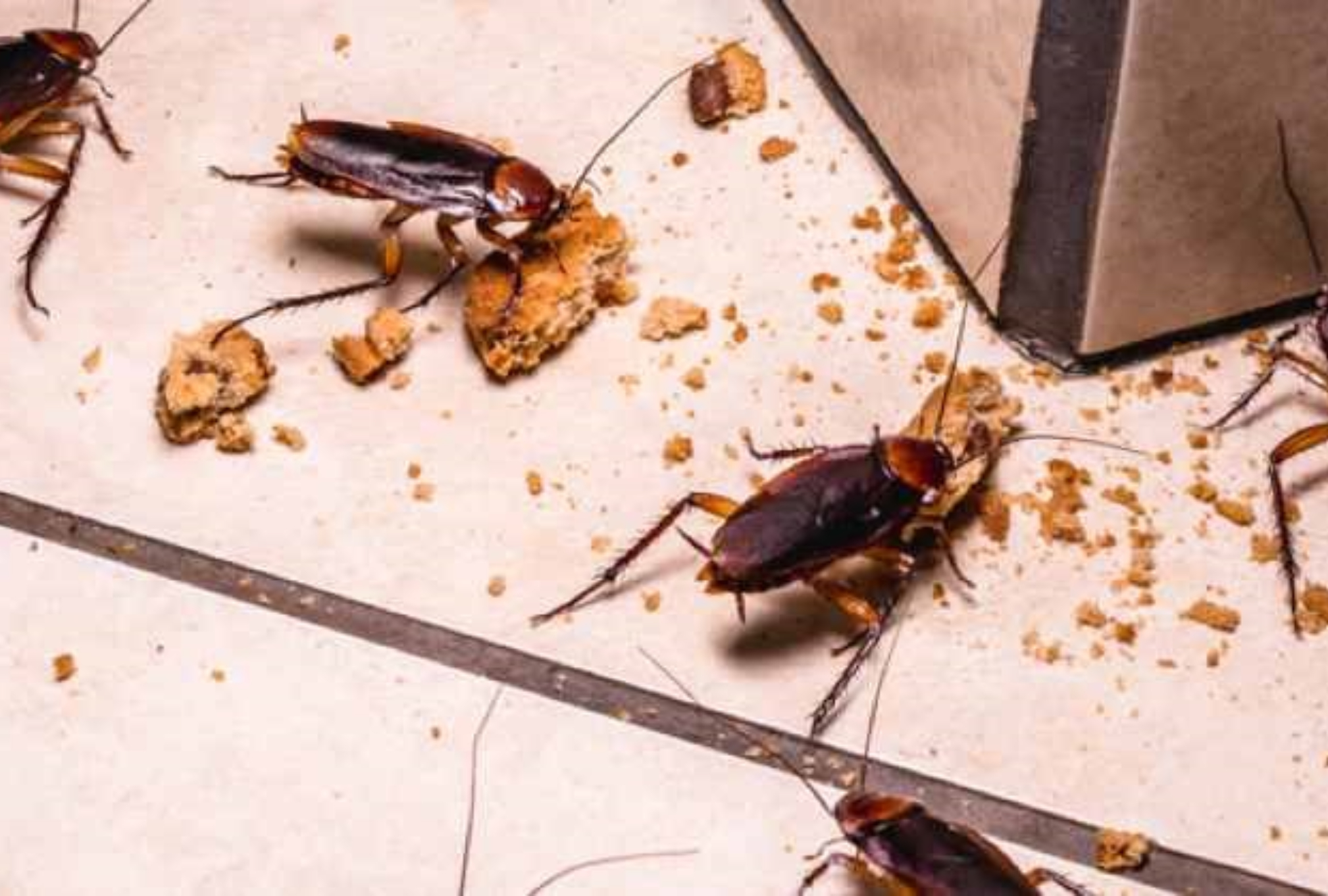 Κατσαρίδες στο σπίτι: Γιατί δεν πρέπει να τις πατάτε 