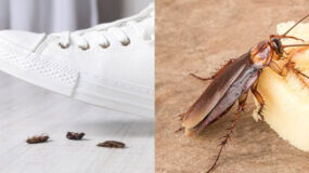 Κατσαρίδες στο σπίτι: Γιατί δεν πρέπει να τις πατάτε 