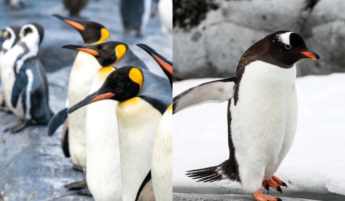 Γρίπη των πτηνών : Ο ιός που εντοπίστηκε σε πιγκουίνους στην Ανταρκτική – 200 νεοσσοί πέθαναν