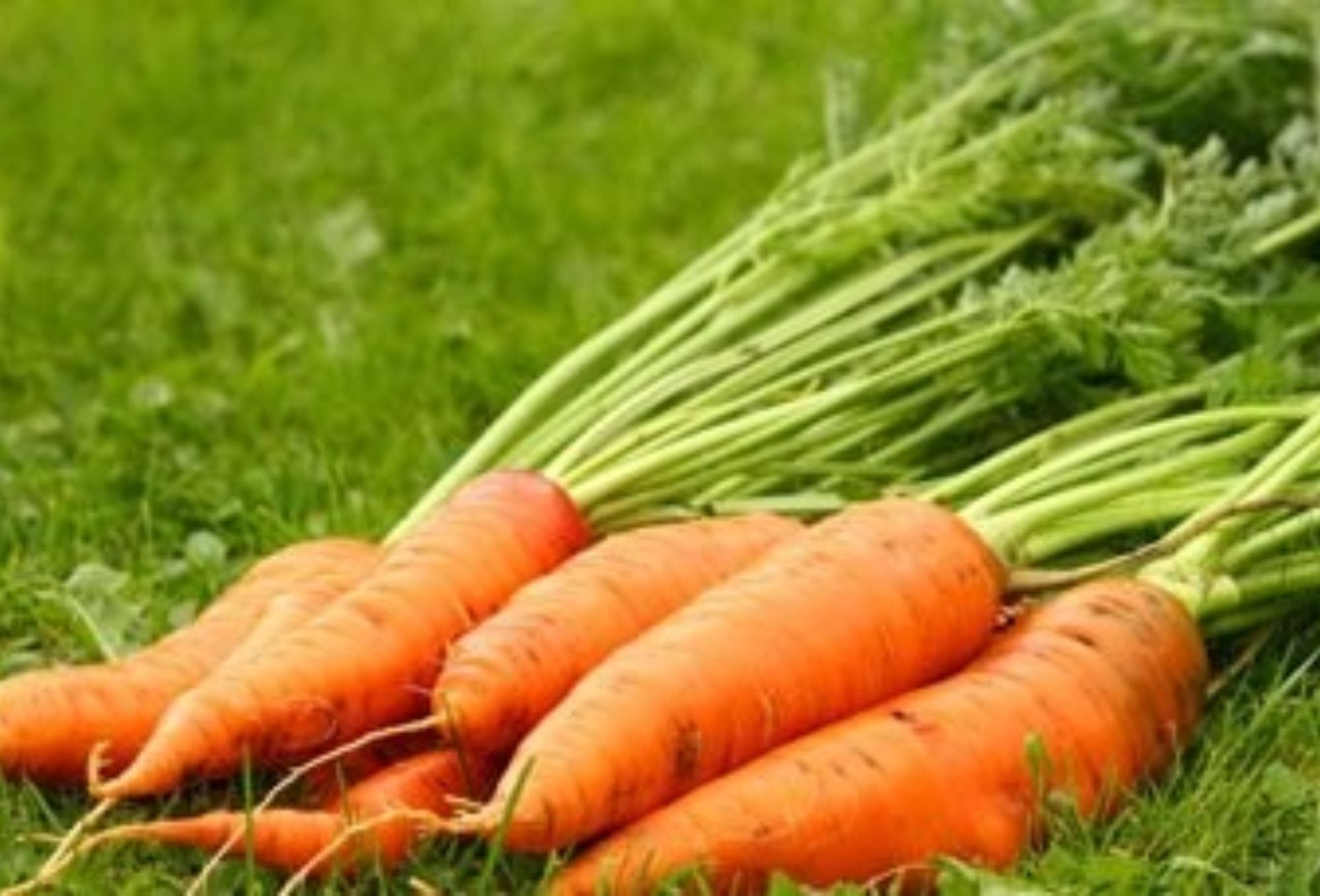 Καρότο: Η διατροφική αξία του και πως βοηθάει τον οργανισμό