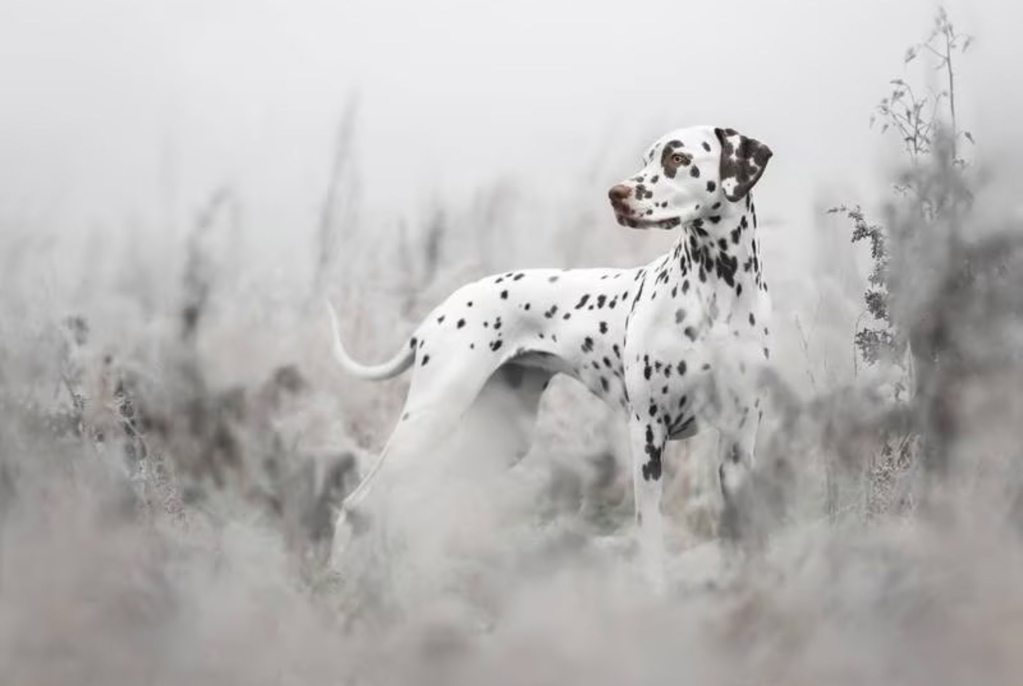 Τεστ προσωπικότητας: Σταθερός ή συναισθηματικά ασταθής κάνε το τεστ του σκύλου και ανακάλυψε το