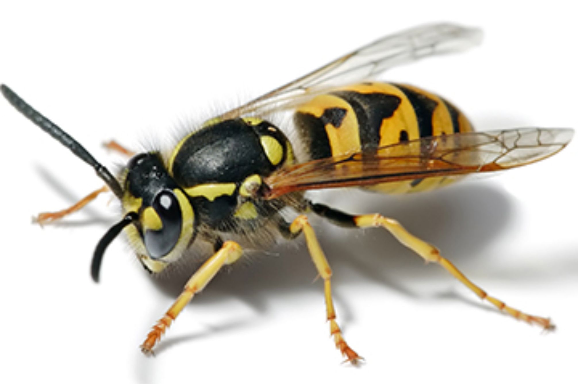 Έντομα της Άνοιξης στο σπίτι: Δείτε ποια είναι και πως να απαλλαγείτε οριστικά