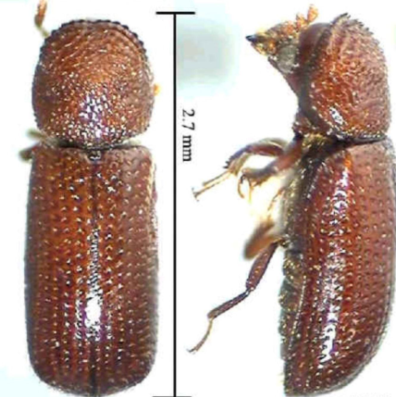 Έντομα της Άνοιξης στο σπίτι: Δείτε ποια είναι και πως να απαλλαγείτε οριστικά