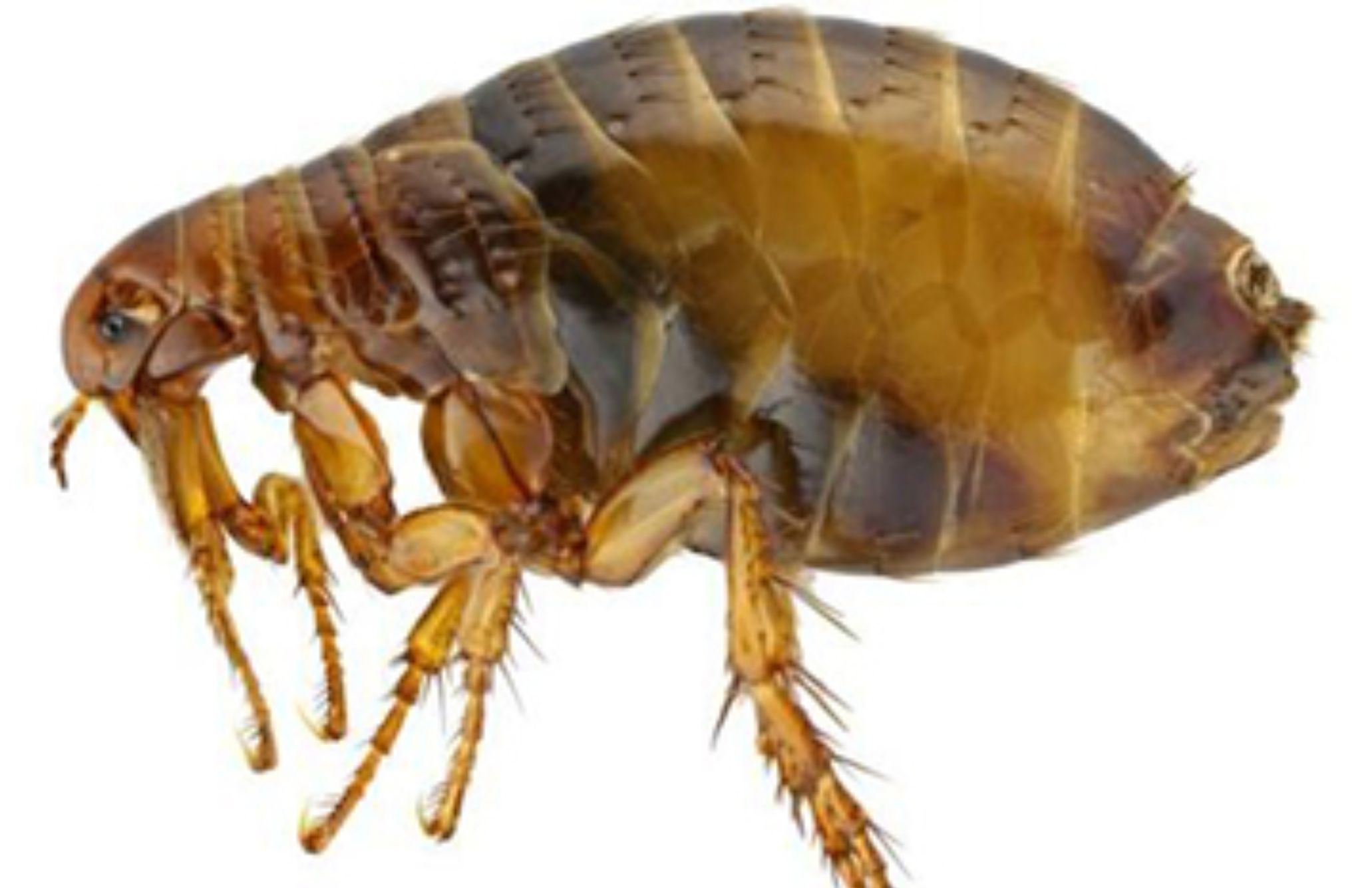 Έντομα της Άνοιξης στο σπίτι: Δείτε ποια είναι και πως να απαλλαγείτε οριστικά