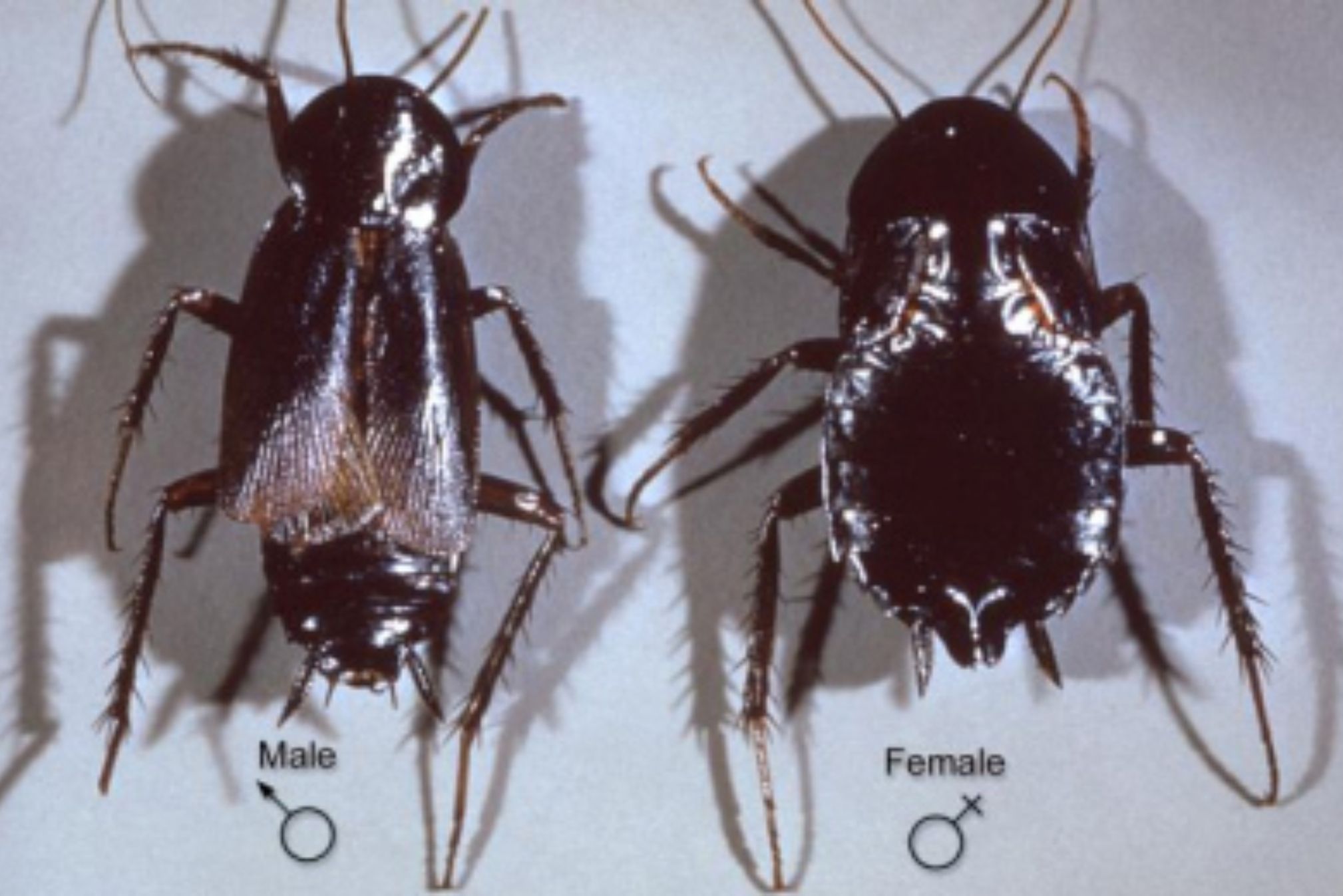 Κατσαρίδες μύγες και άλλα έντομα της Άνοιξης: Δείτε πως να απαλλαγείτε