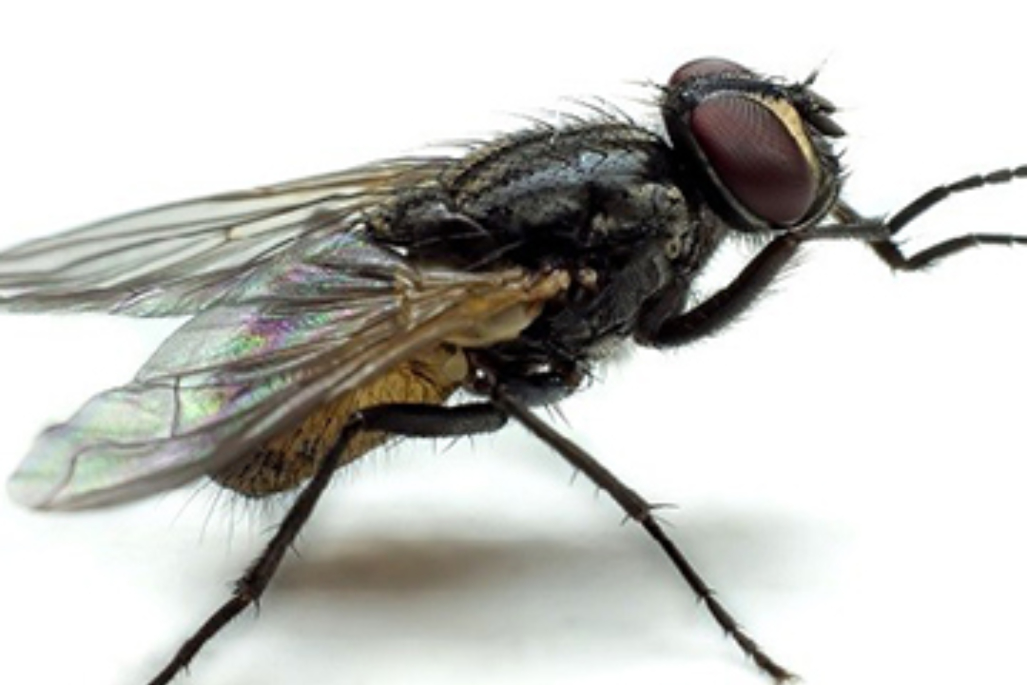 Κατσαρίδες μύγες και άλλα έντομα της Άνοιξης: Δείτε πως να απαλλαγείτε