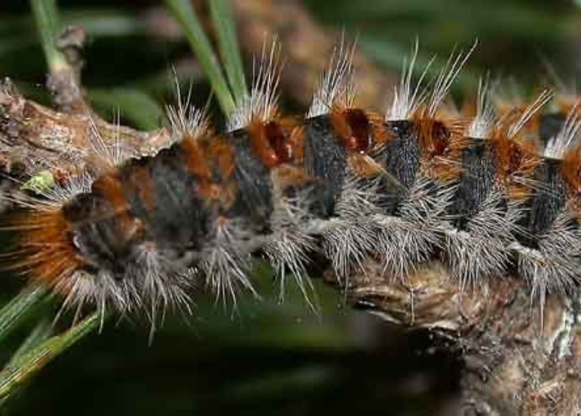 Κάμπιες στο σπίτι και την αυλή: Πως να τις αντιμετωπίσετε