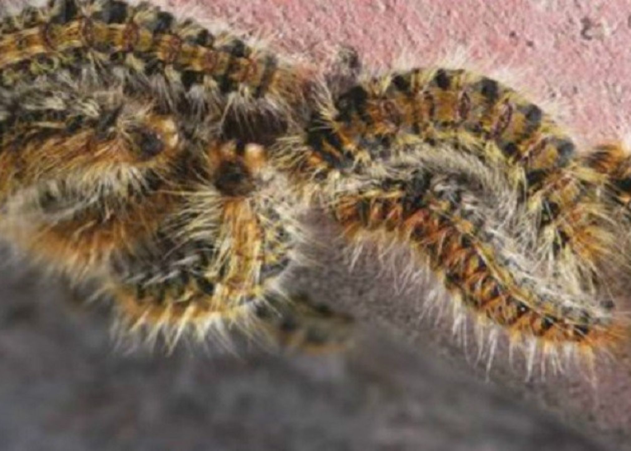 Κάμπιες στο σπίτι και την αυλή: Πως να τις αντιμετωπίσετε