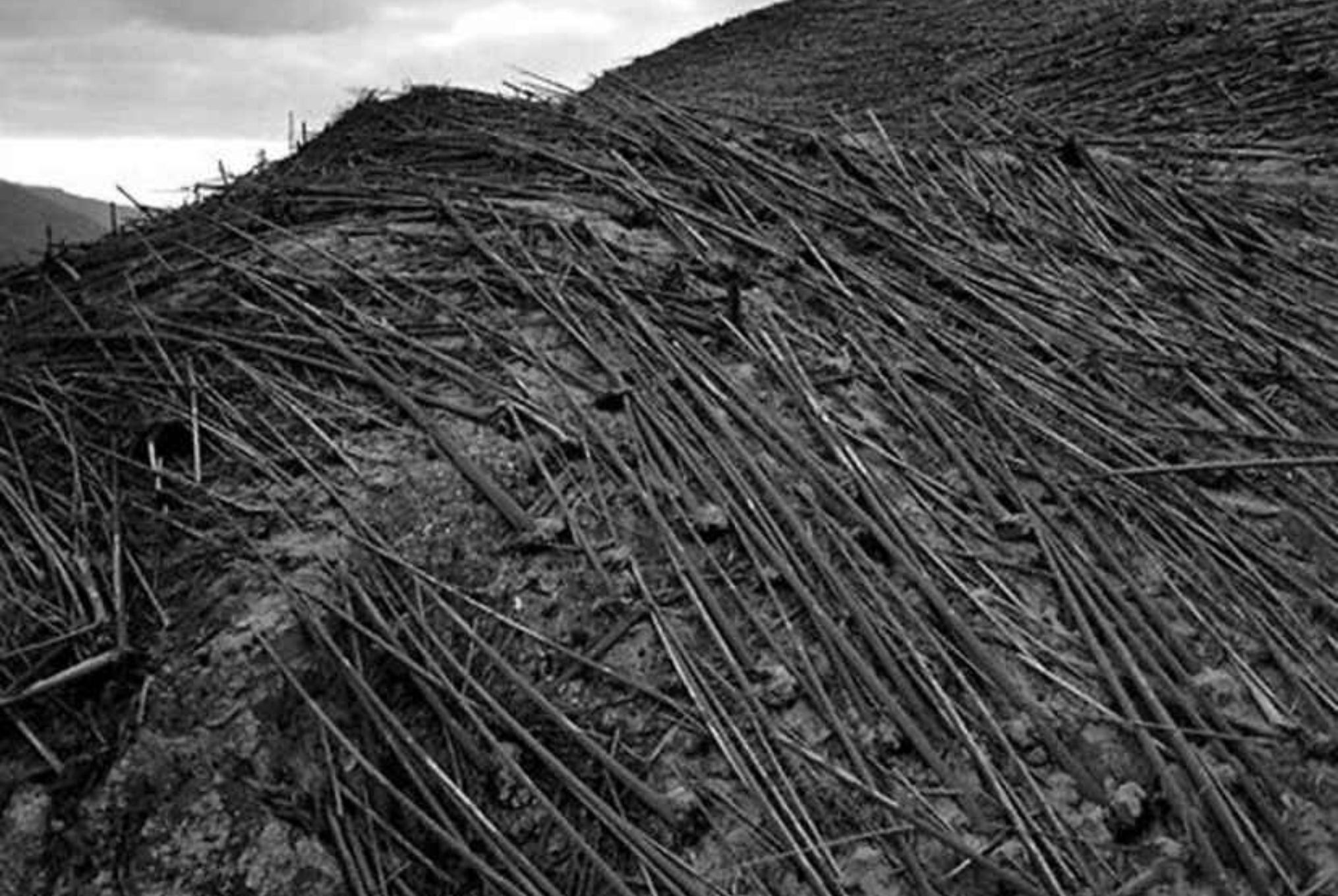 Τουνγκούσκα: Η μυστηριώδης έκρηξη που ισοπέδωσε χιλιόμετρα δάσους σε λίγα δευτερόλεπτα και οι θεωρίες συνωμοσίας για εξωγήινους