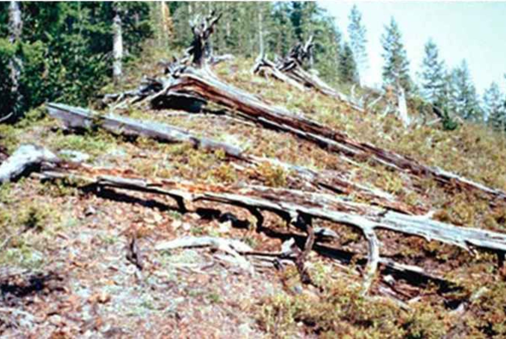 Τουνγκούσκα: Η μυστηριώδης έκρηξη που ισοπέδωσε χιλιόμετρα δάσους σε λίγα δευτερόλεπτα και οι θεωρίες συνωμοσίας για εξωγήινους