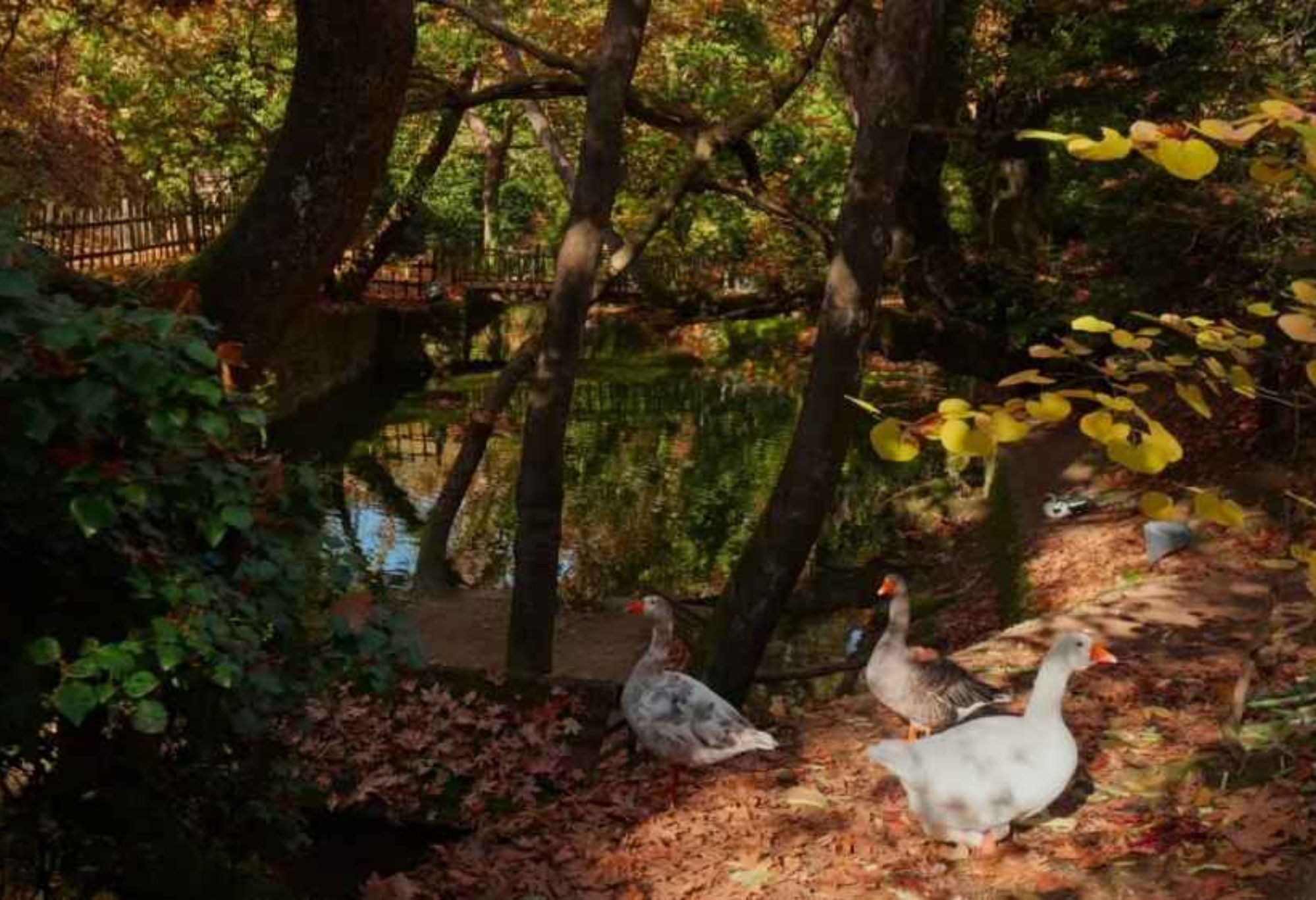 Αυτόματο προσχέδιο