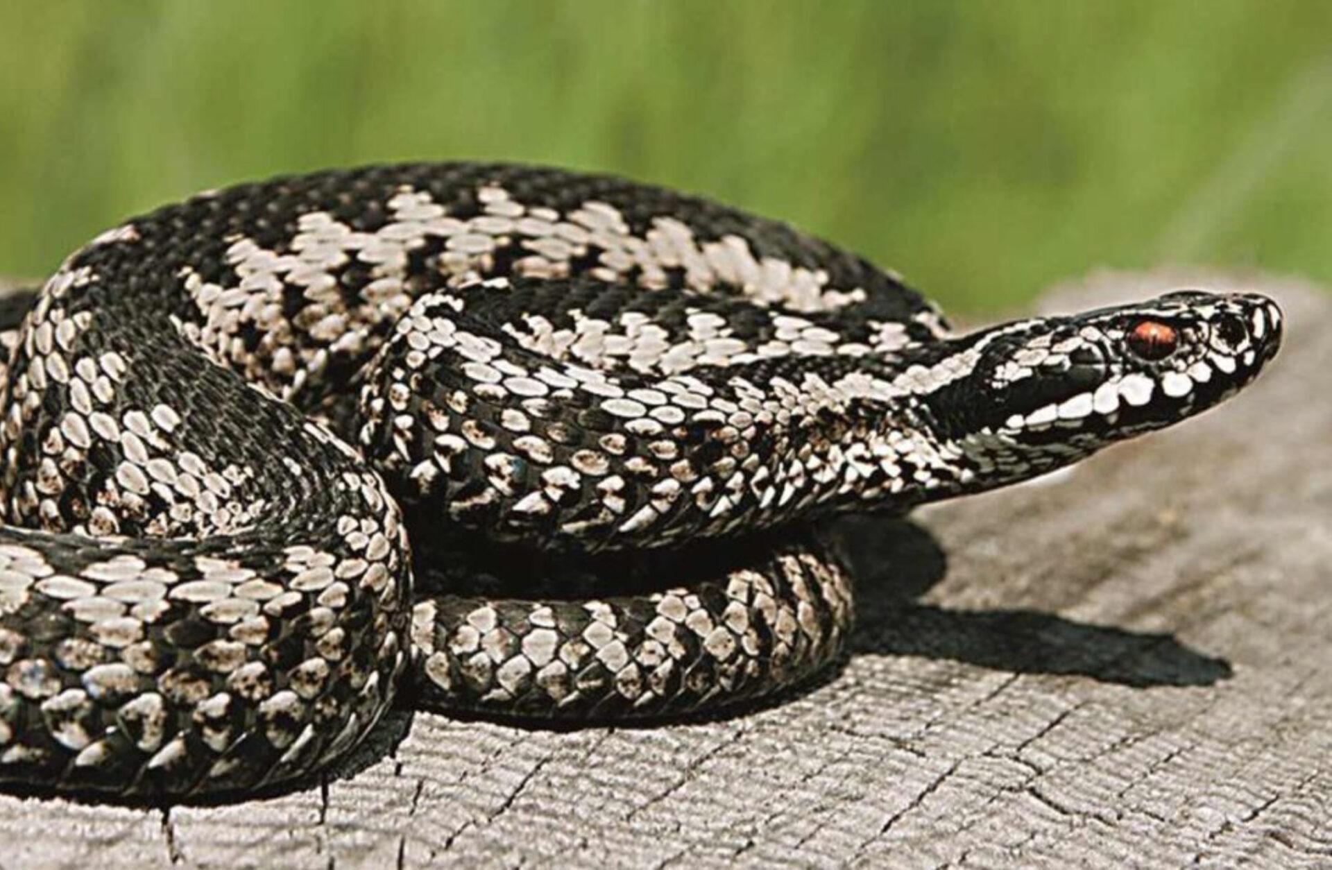 Φίδι στο σπίτι ή την αυλή την Άνοιξη: Πως να απαλλαγείτε οριστικά