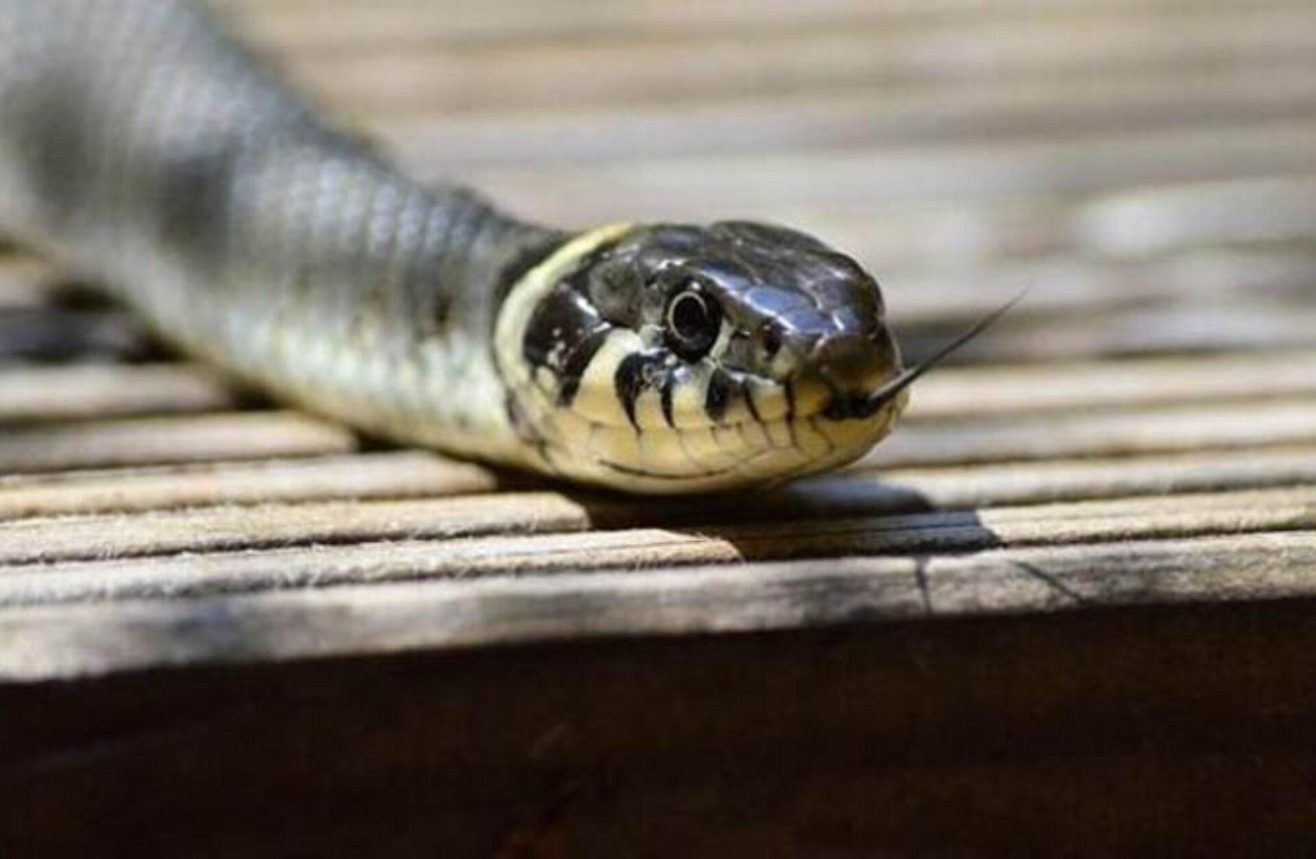 Φίδι στο σπίτι ή την αυλή την Άνοιξη: Πως να απαλλαγείτε οριστικά