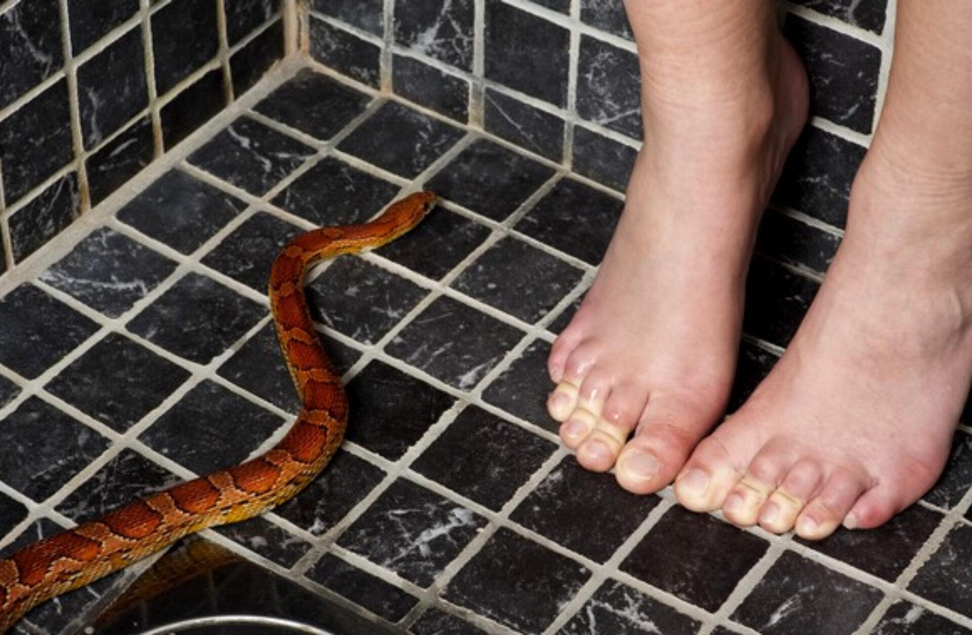 Φίδι στο σπίτι ή την αυλή την Άνοιξη: Πως να απαλλαγείτε οριστικά