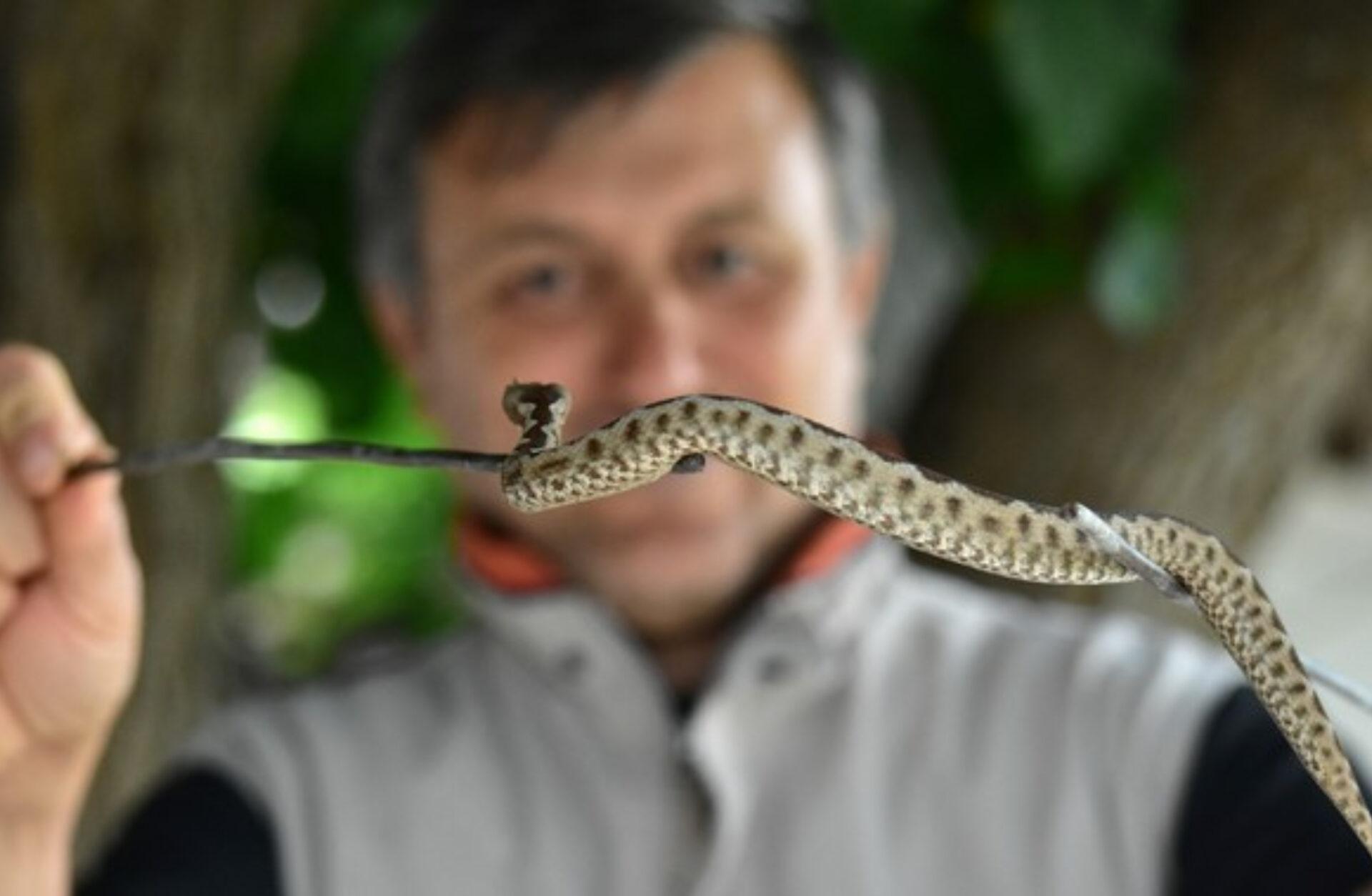 Φίδι στο σπίτι ή την αυλή την Άνοιξη: Πως να απαλλαγείτε οριστικά