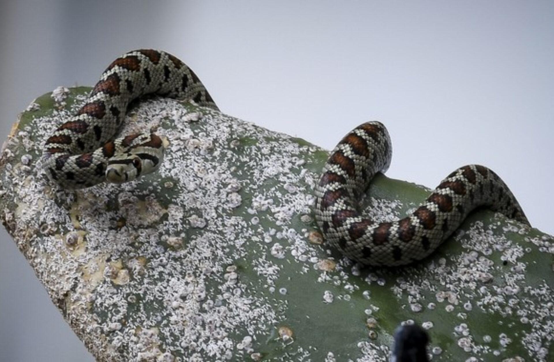 Φίδι στο σπίτι ή την αυλή την Άνοιξη: Πως να απαλλαγείτε οριστικά