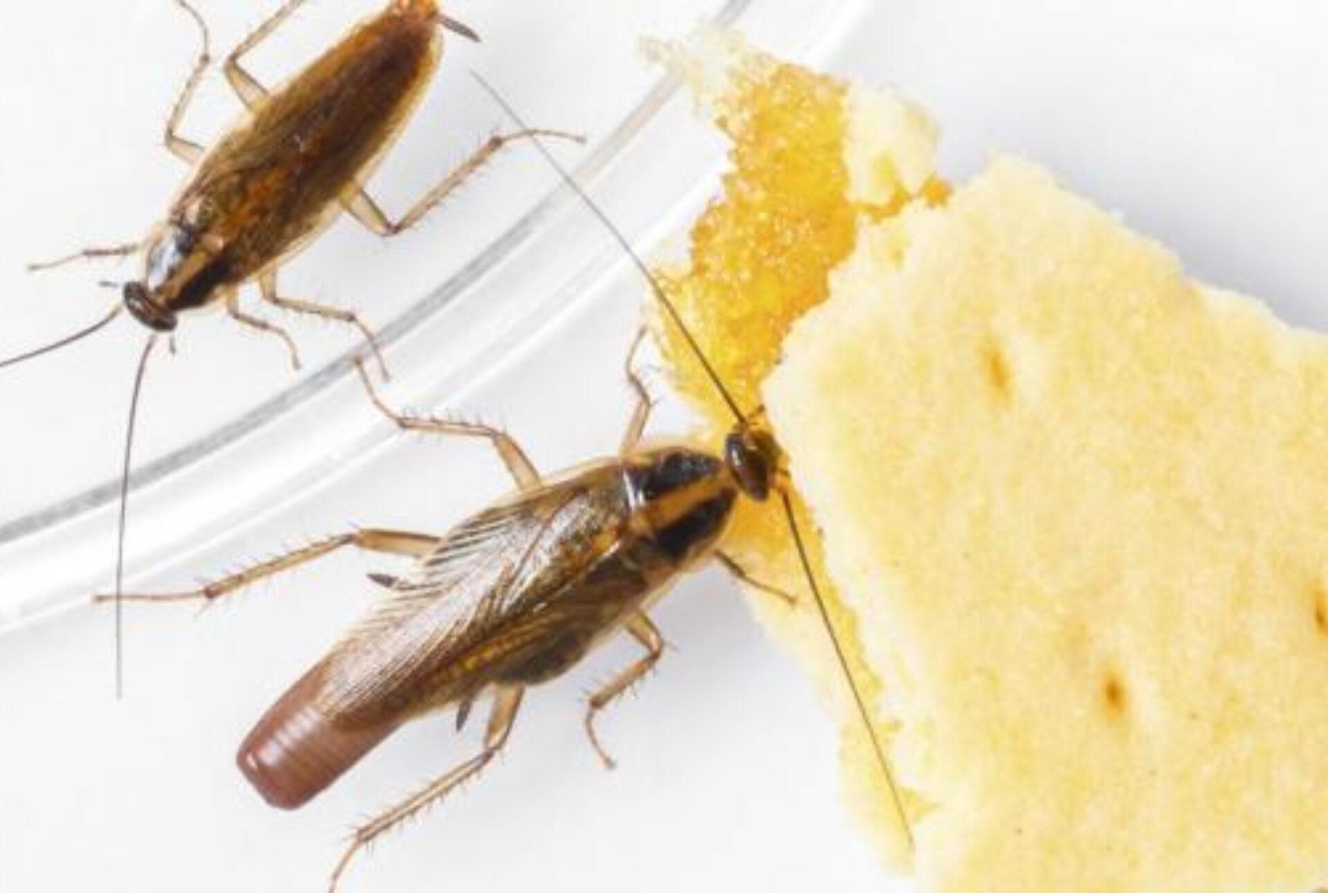 Φωλιά- με -κατσαρίδες- στο -σπίτι- την -Άνοιξη: -Πως -να -την -βρείτε -και -να -απαλλαγείτε- μια -και -καλή 