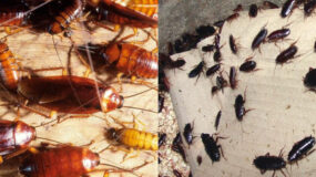Φωλιά με κατσαρίδες στο σπίτι την Άνοιξη: Πως να την βρείτε και να απαλλαγείτε μια και καλή 