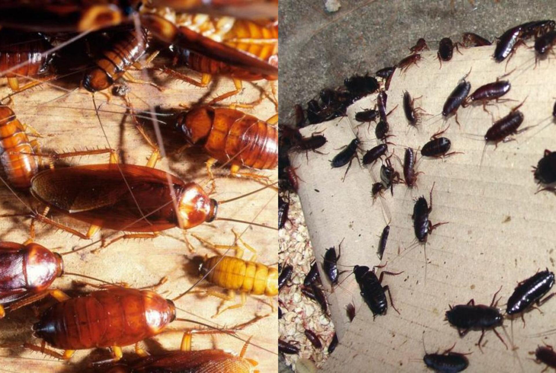 Φωλιά με κατσαρίδες στο σπίτι την Άνοιξη: Πως να την βρείτε και να απαλλαγείτε μια και καλή 