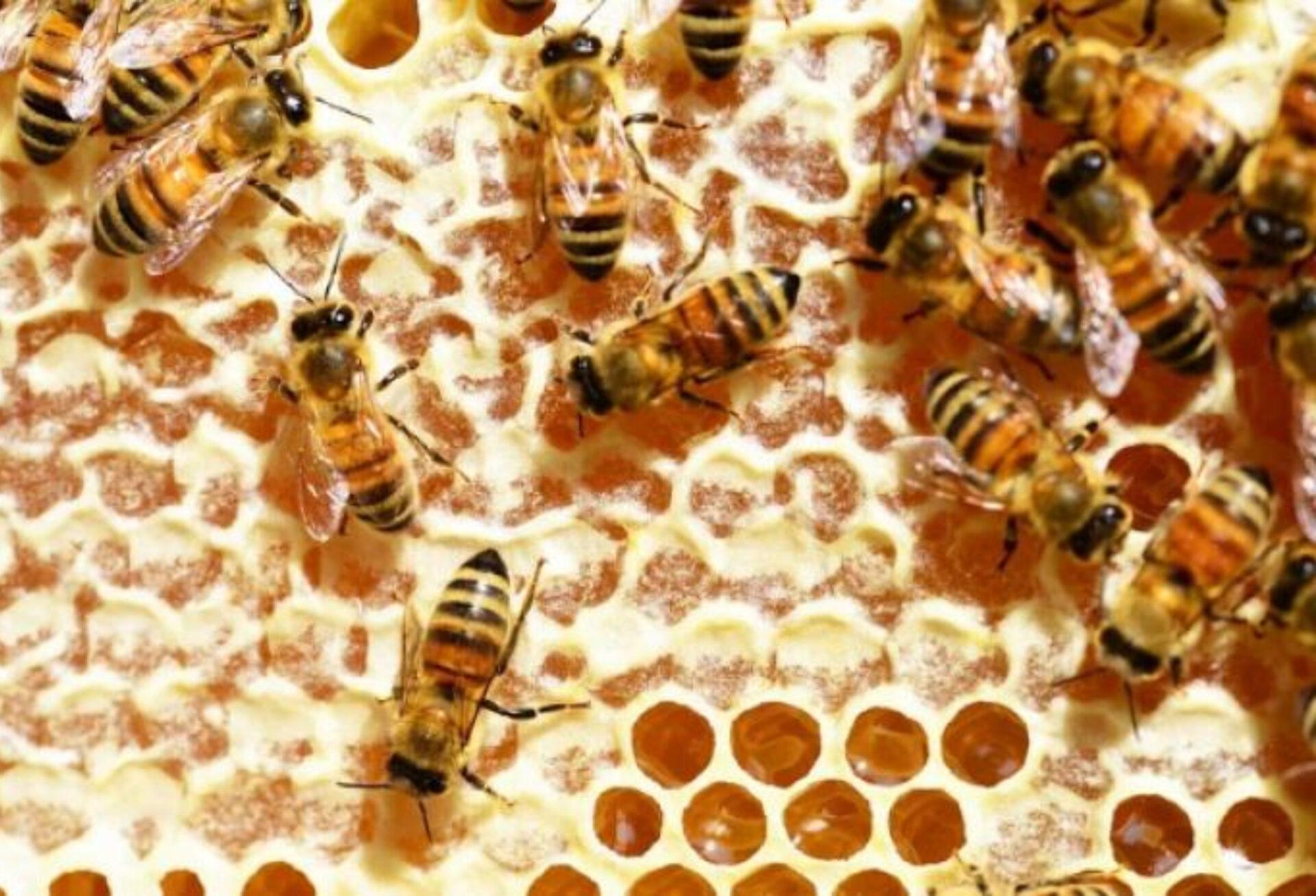 Μέλι: Η διατροφική αξία του και πως βοηθάει τον οργανισμό