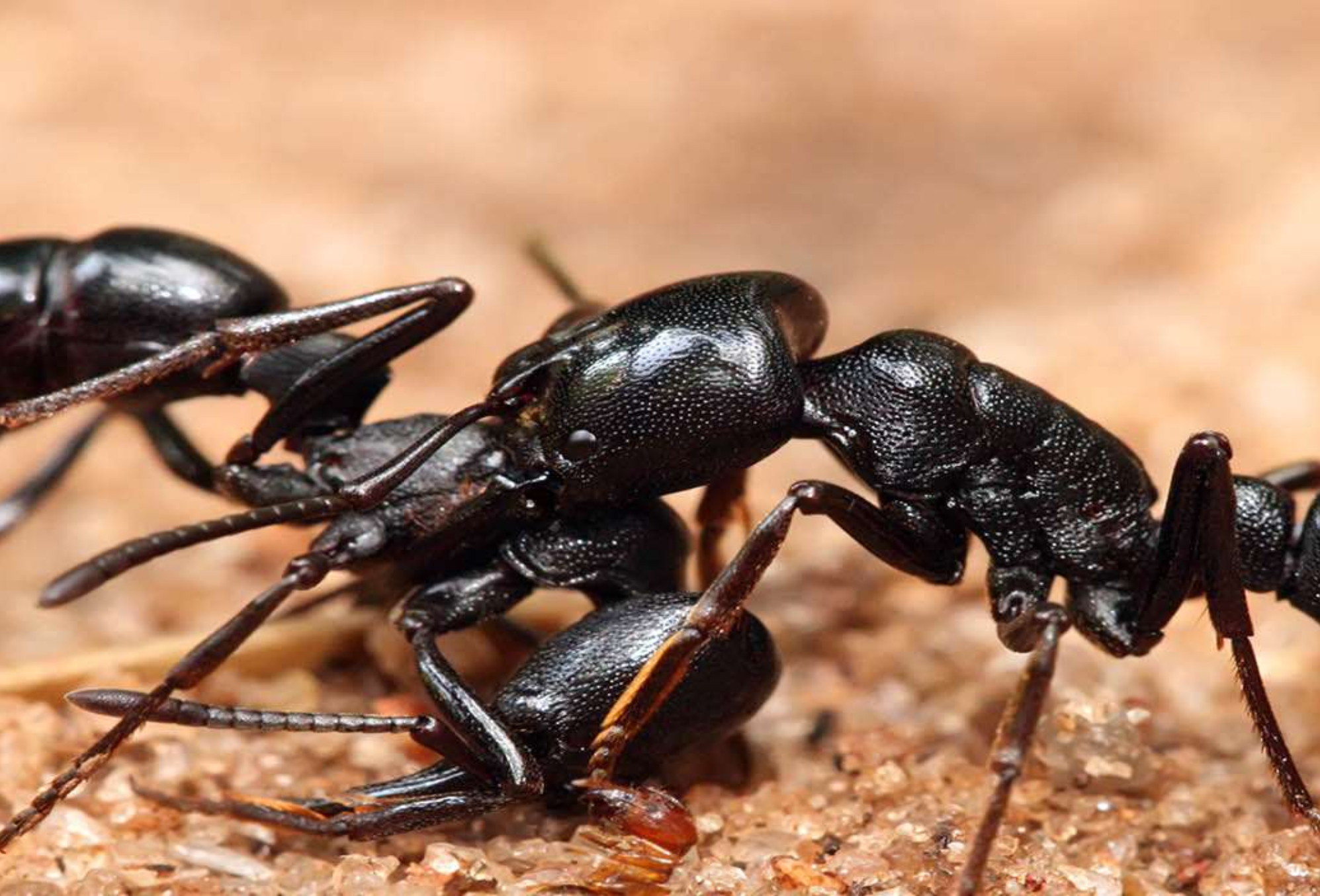 Φωλιές μυρμηγκιών στο σπίτι την Άνοιξη: Πως να τις εντοπίσετε και πως να τα διώξετε 