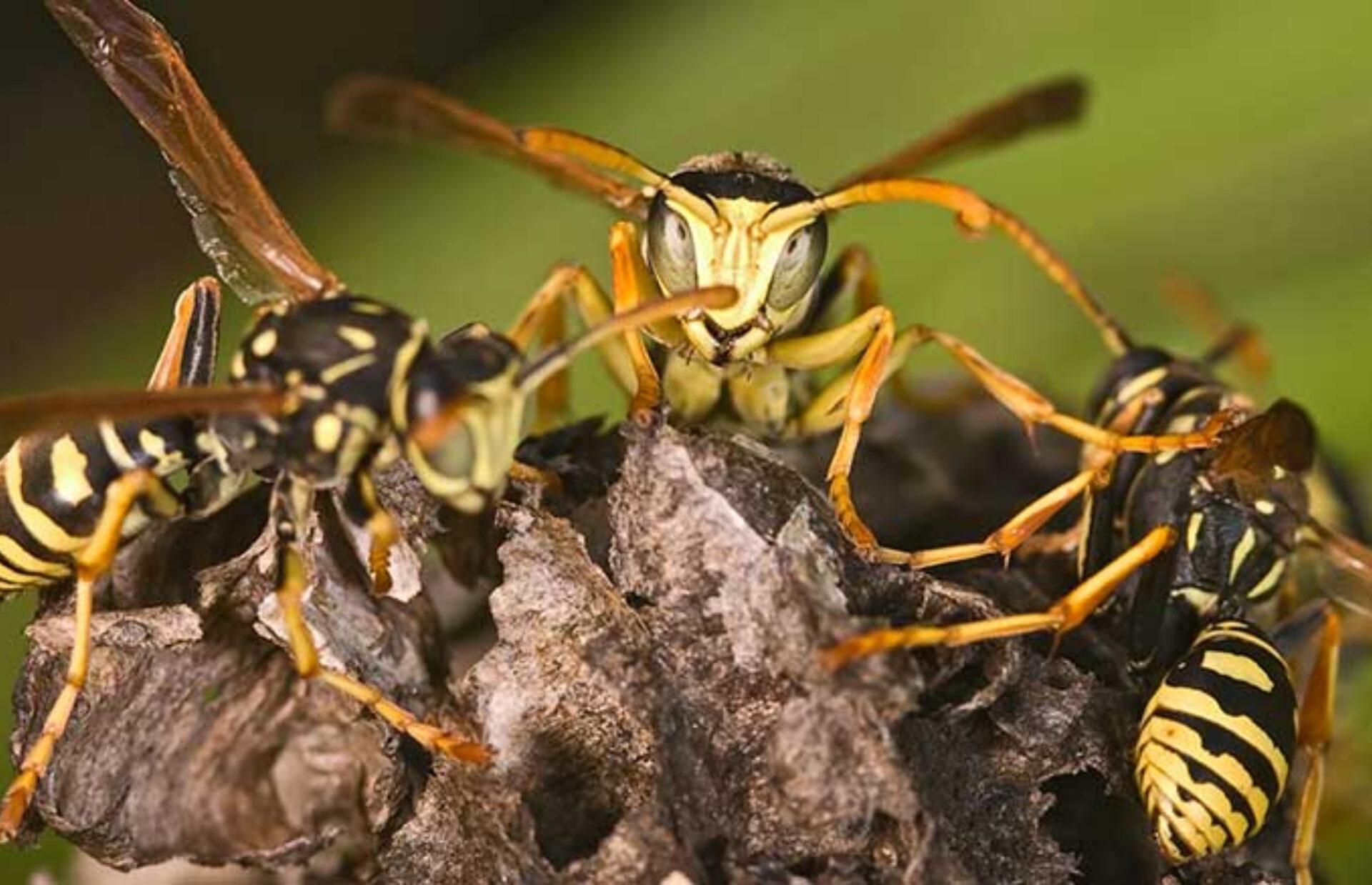 Σφηκοφωλιές στο σπίτι την Άνοιξη: Πως να τις καταστρέψετε και να απαλλαγείτε οριστικά