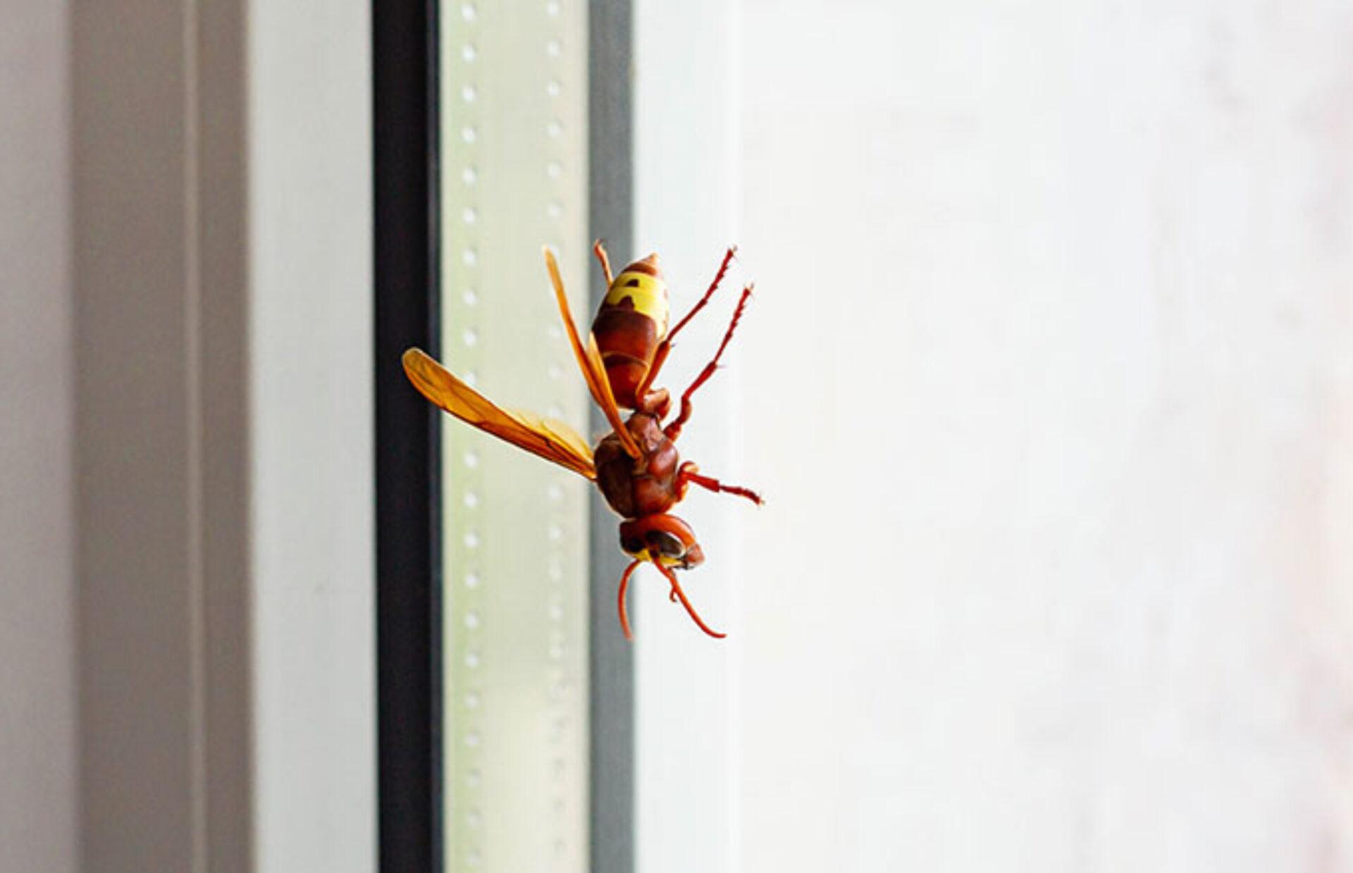 Σφηκοφωλιές στο σπίτι την Άνοιξη: Πως να τις καταστρέψετε και να απαλλαγείτε οριστικά
