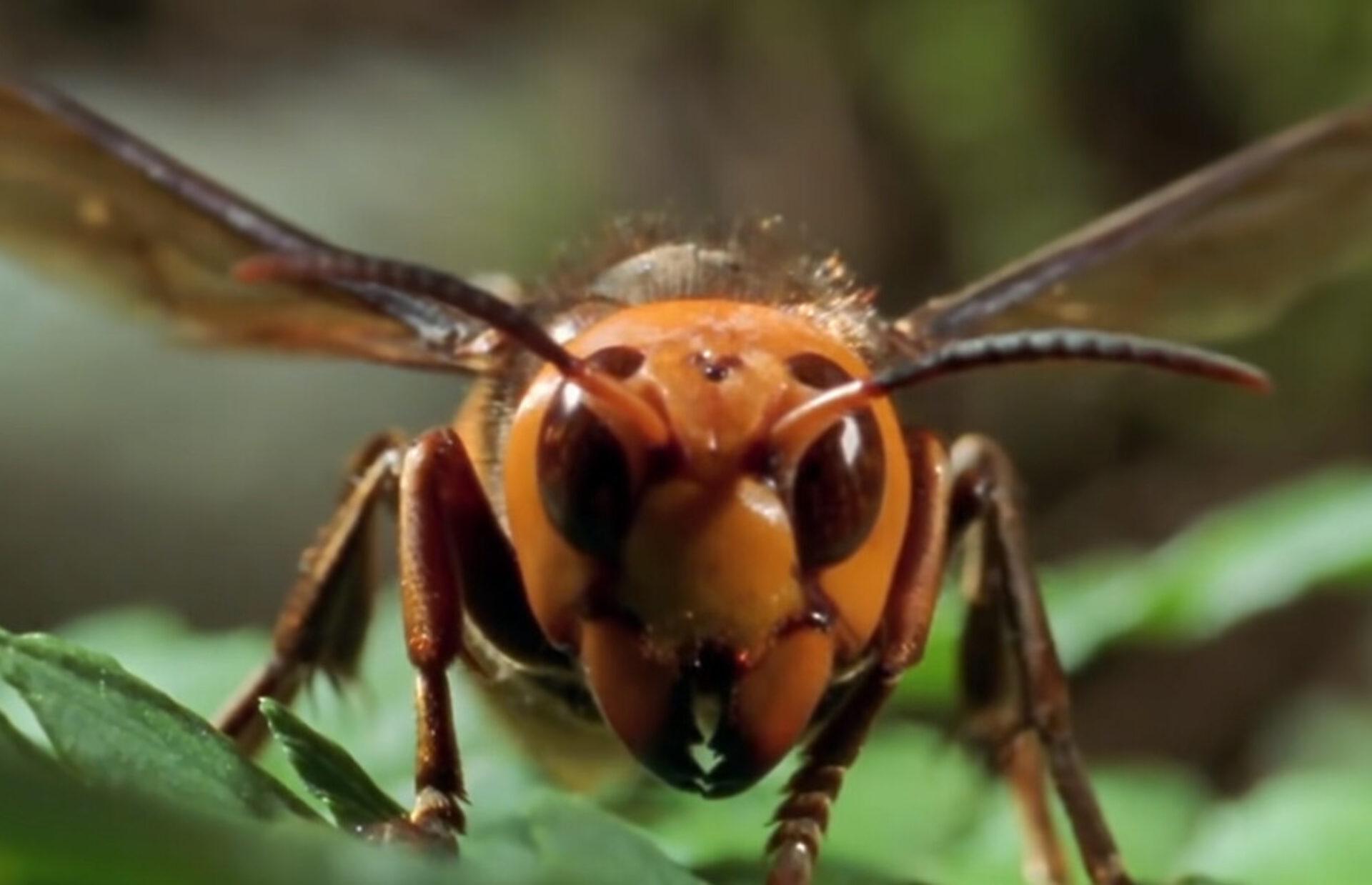 Σφηκοφωλιές στο σπίτι την Άνοιξη: Πως να τις καταστρέψετε και να απαλλαγείτε οριστικά
