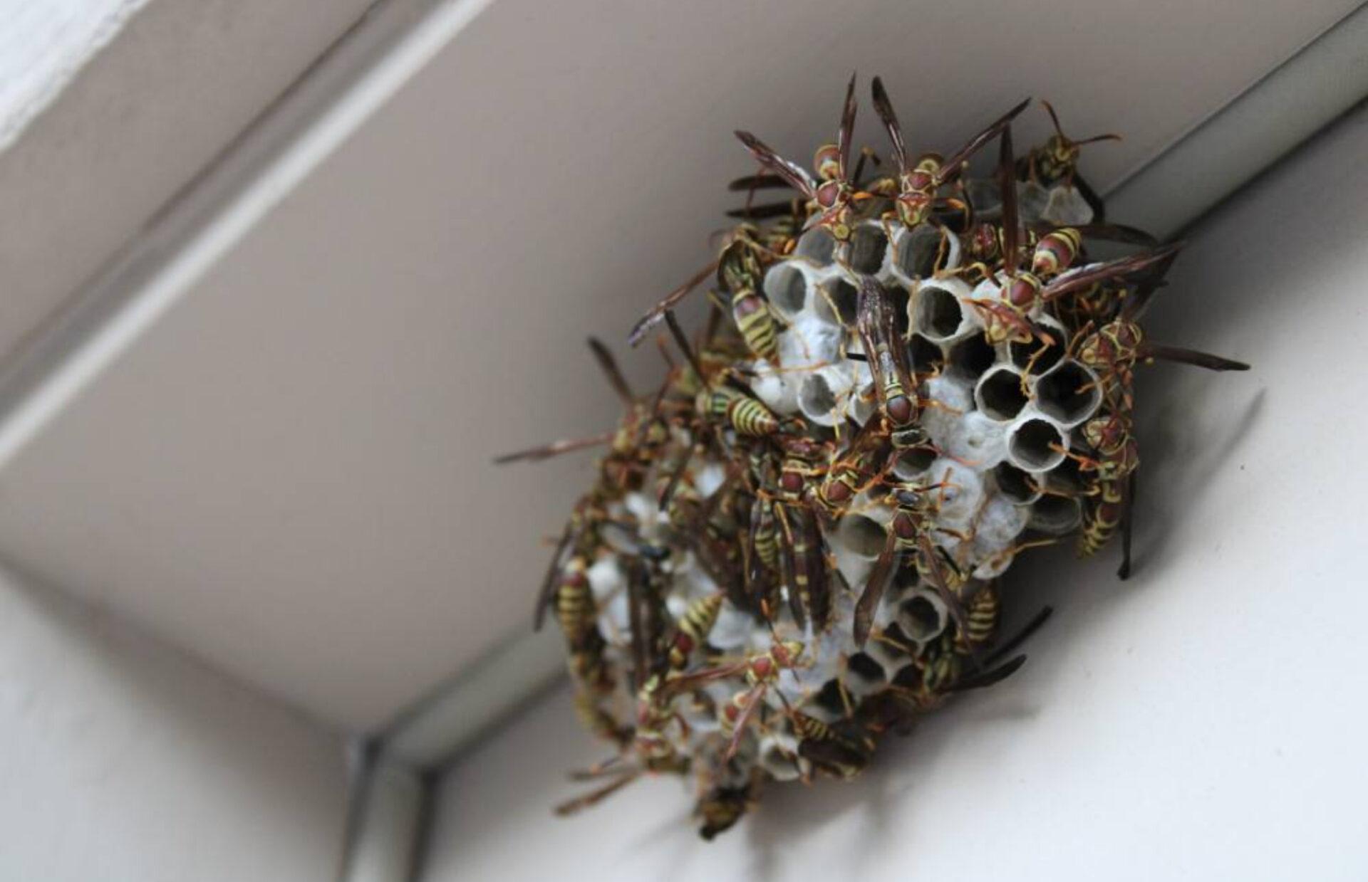 Σφηκοφωλιές στο σπίτι την Άνοιξη: Πως να τις καταστρέψετε και να απαλλαγείτε οριστικά