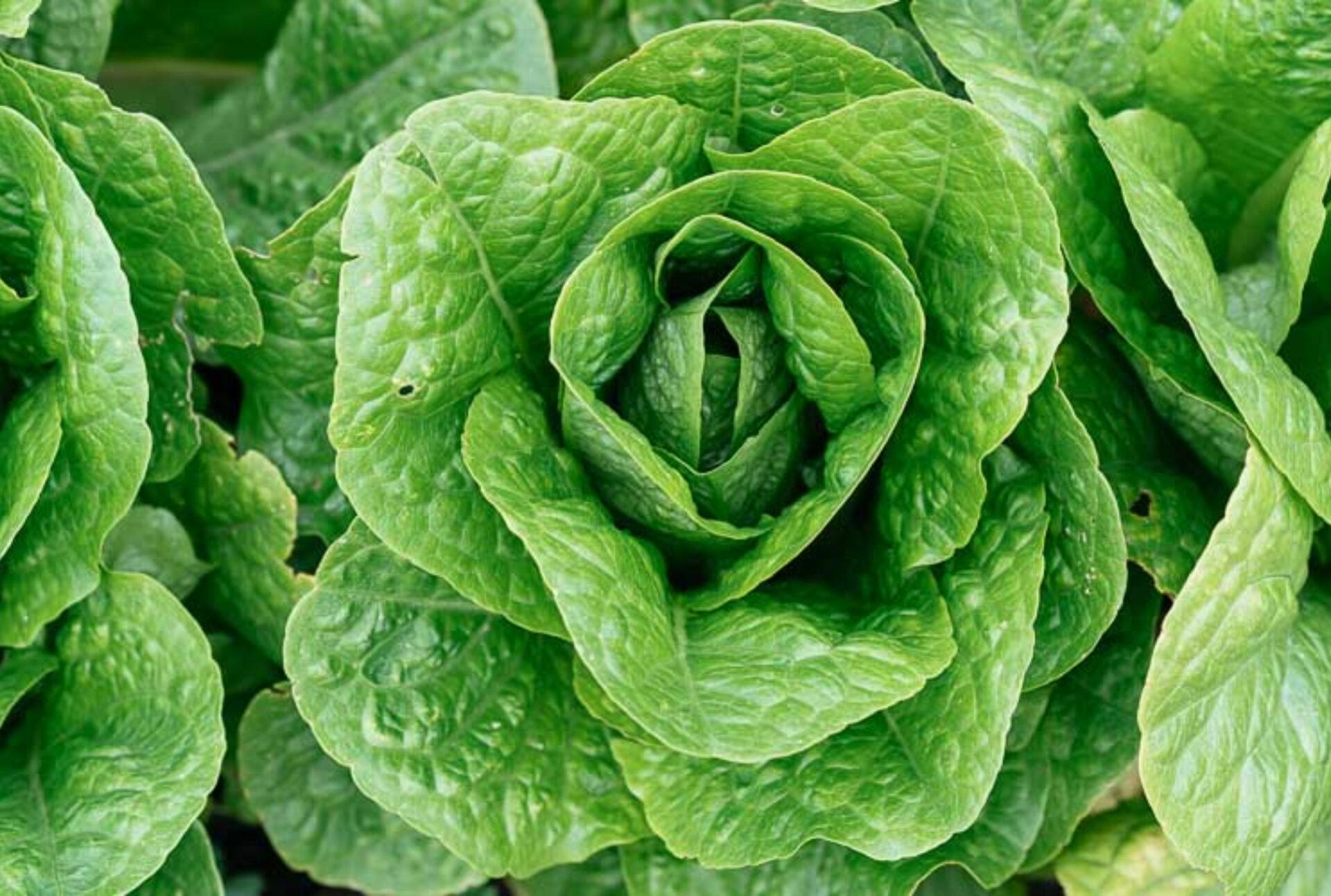 Μαρούλι: Η διατροφική αξία του και πως βοηθάει τον οργανισμό