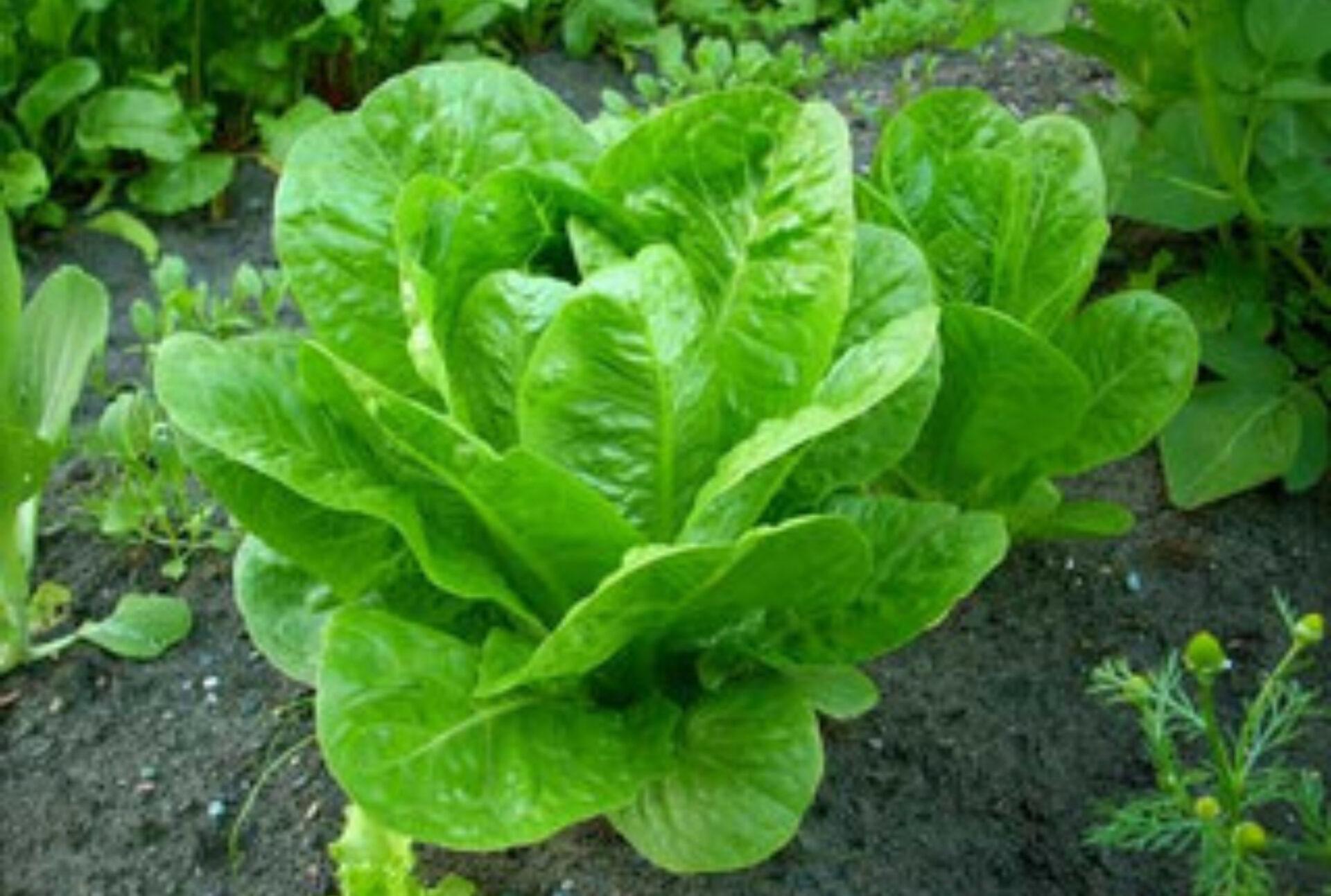 Μαρούλι: Η διατροφική αξία του και πως βοηθάει τον οργανισμό