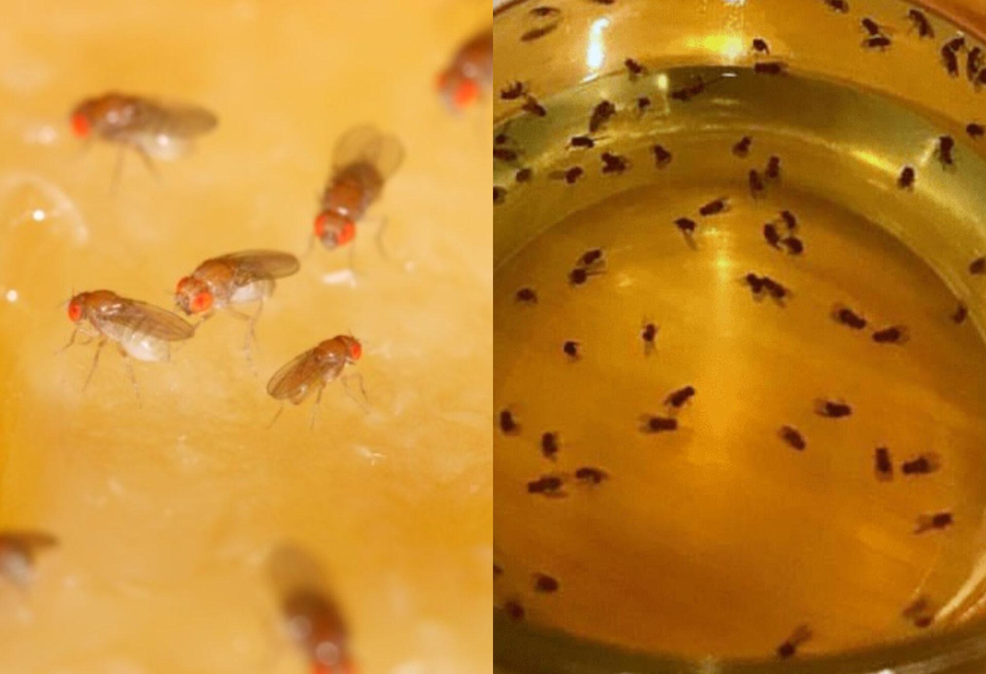 Μαύρα μυγάκια που πολλαπλασιάζονται συνεχώς σπίτι: Δείτε πως να τα διώξετε οριστικά