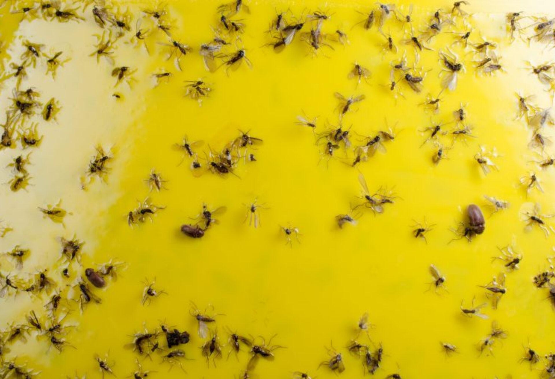 Μαύρα μυγάκια που πολλαπλασιάζονται συνεχώς σπίτι: Δείτε πως να τα διώξετε οριστικά