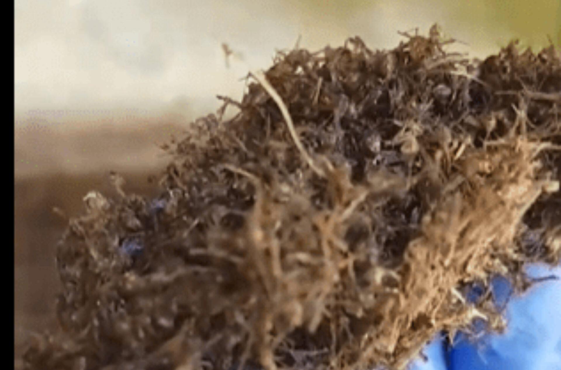 Φωλιες κουνουπια