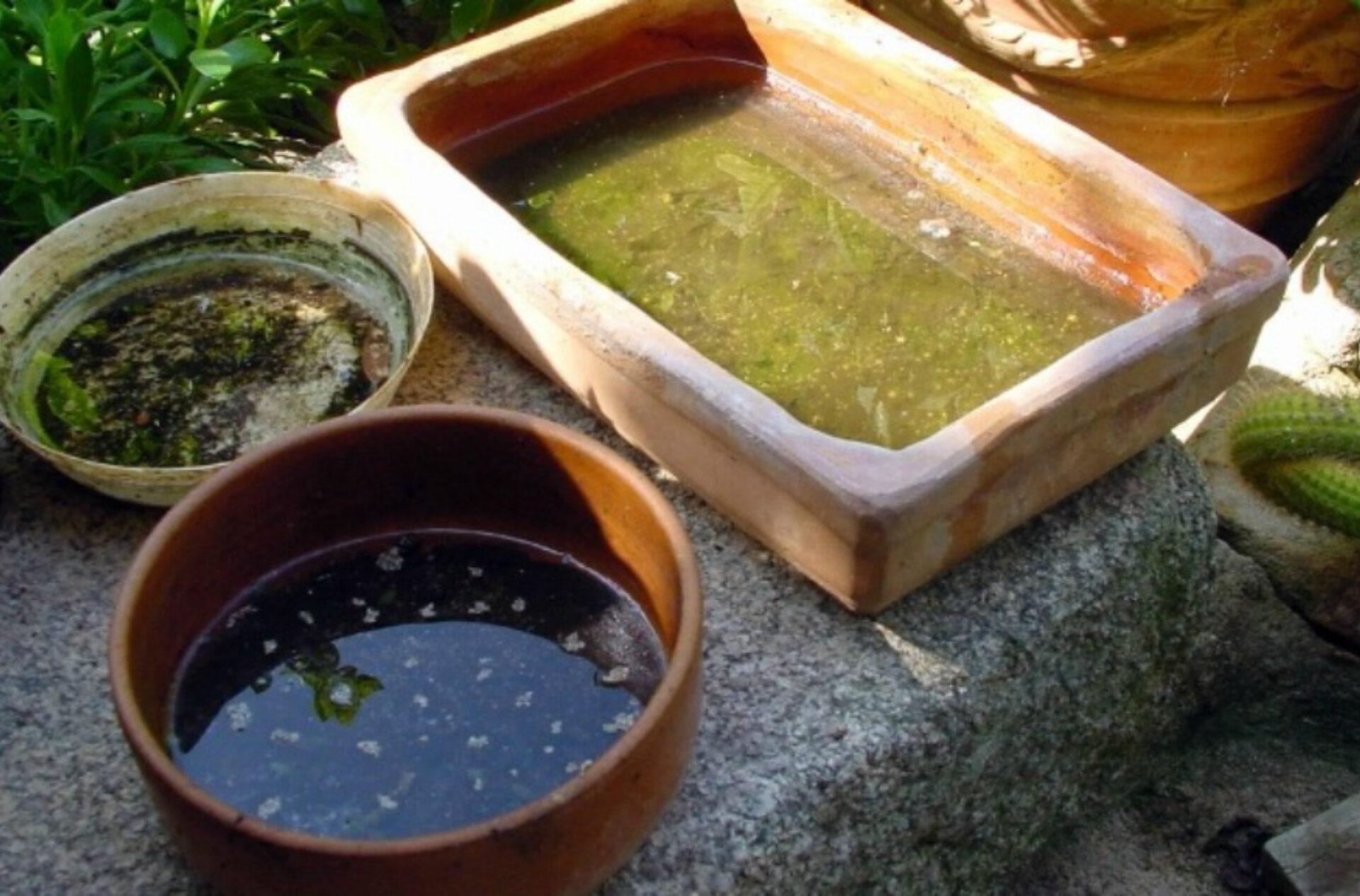 Φωλιες κουνουπια