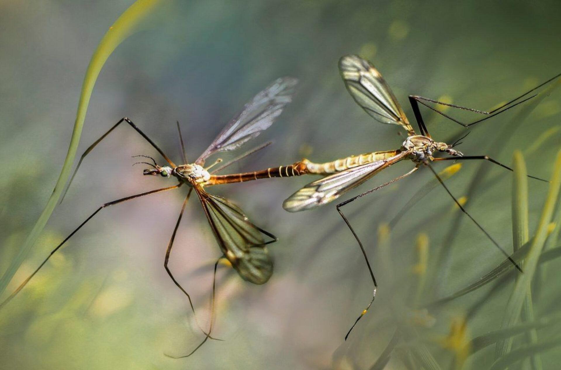 Φωλιες κουνουπια