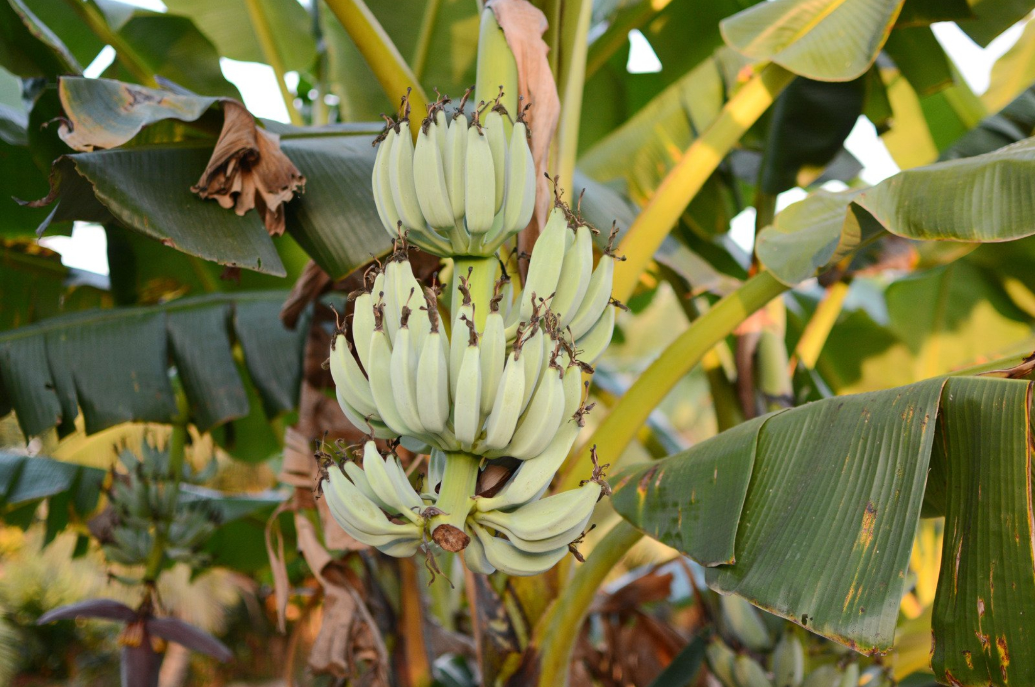 Μπανάνα: Η διατροφική αξία του και πως βοηθάει τον οργανισμό