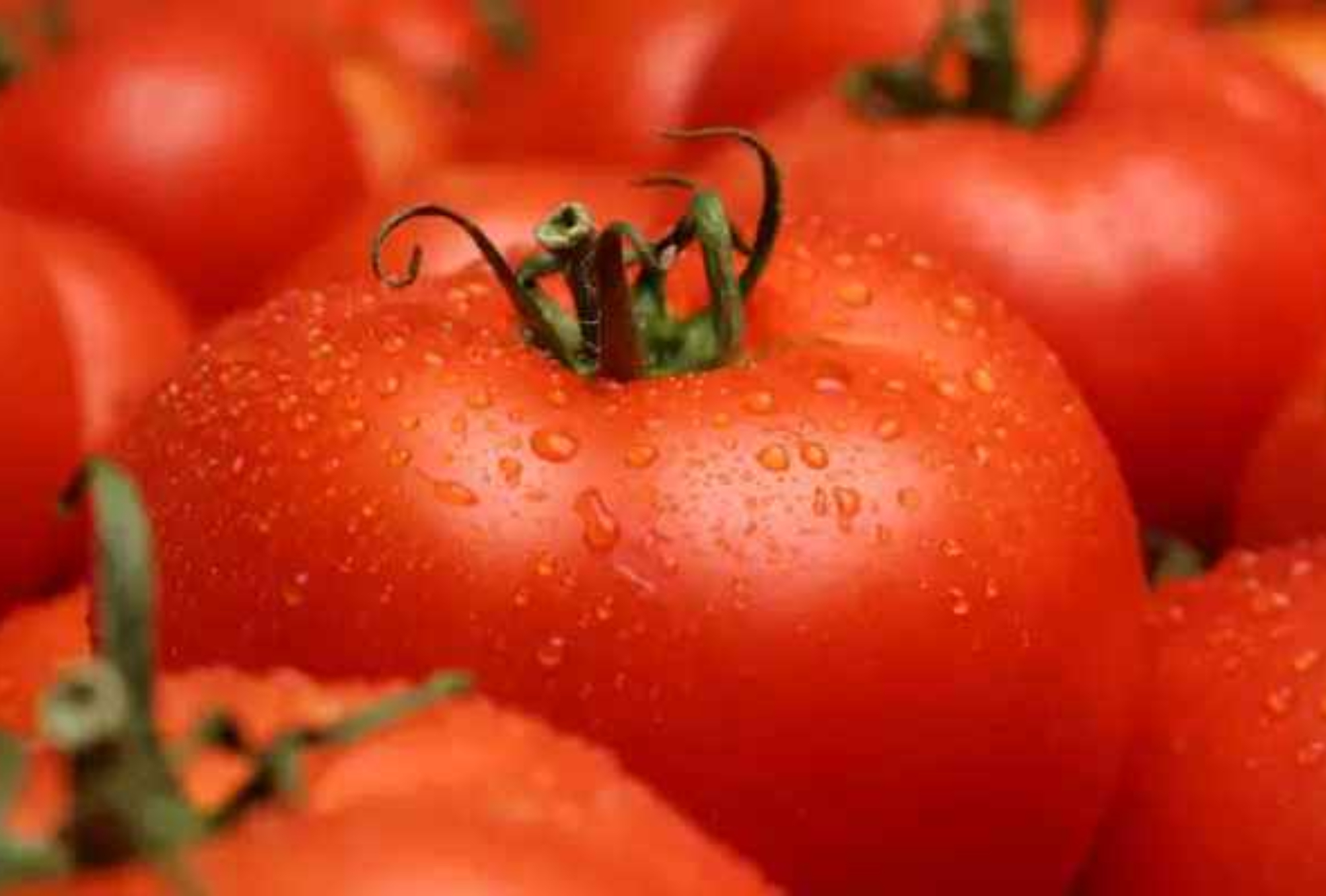 Ντομάτα: Η διατροφική αξία της και πως βοηθάει τον οργανισμό