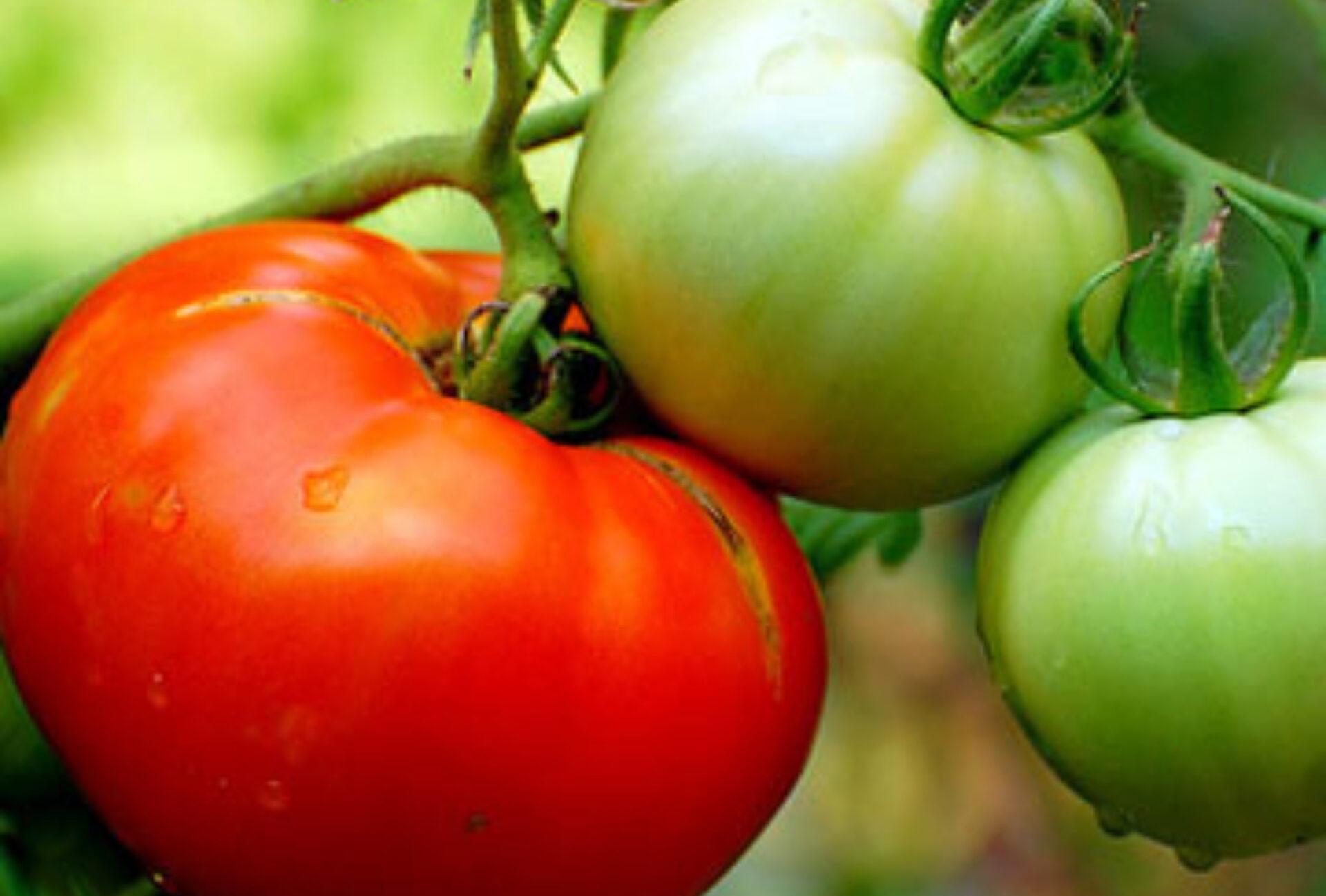 Ντομάτα: Η διατροφική αξία της και πως βοηθάει τον οργανισμό