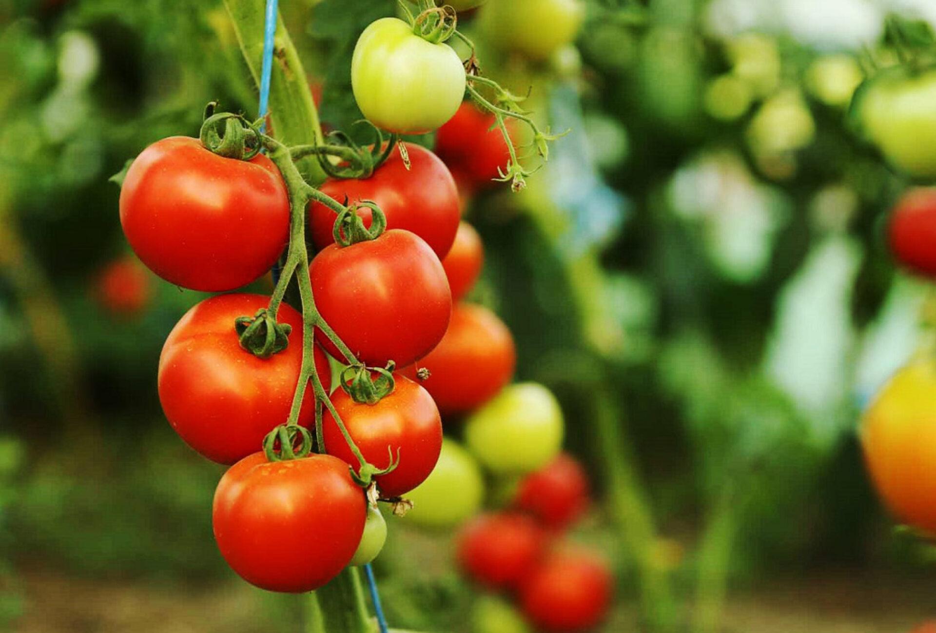 Ντομάτα: Η διατροφική αξία της και πως βοηθάει τον οργανισμό