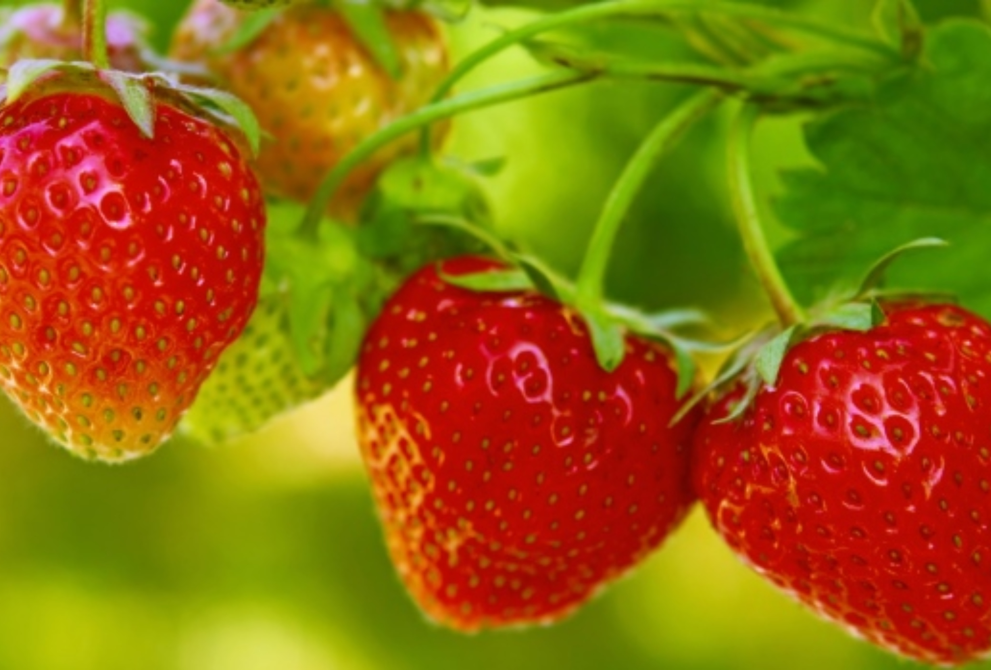 Φράουλες: Η διατροφική αξία τους και πως βοηθούν τον οργανισμό