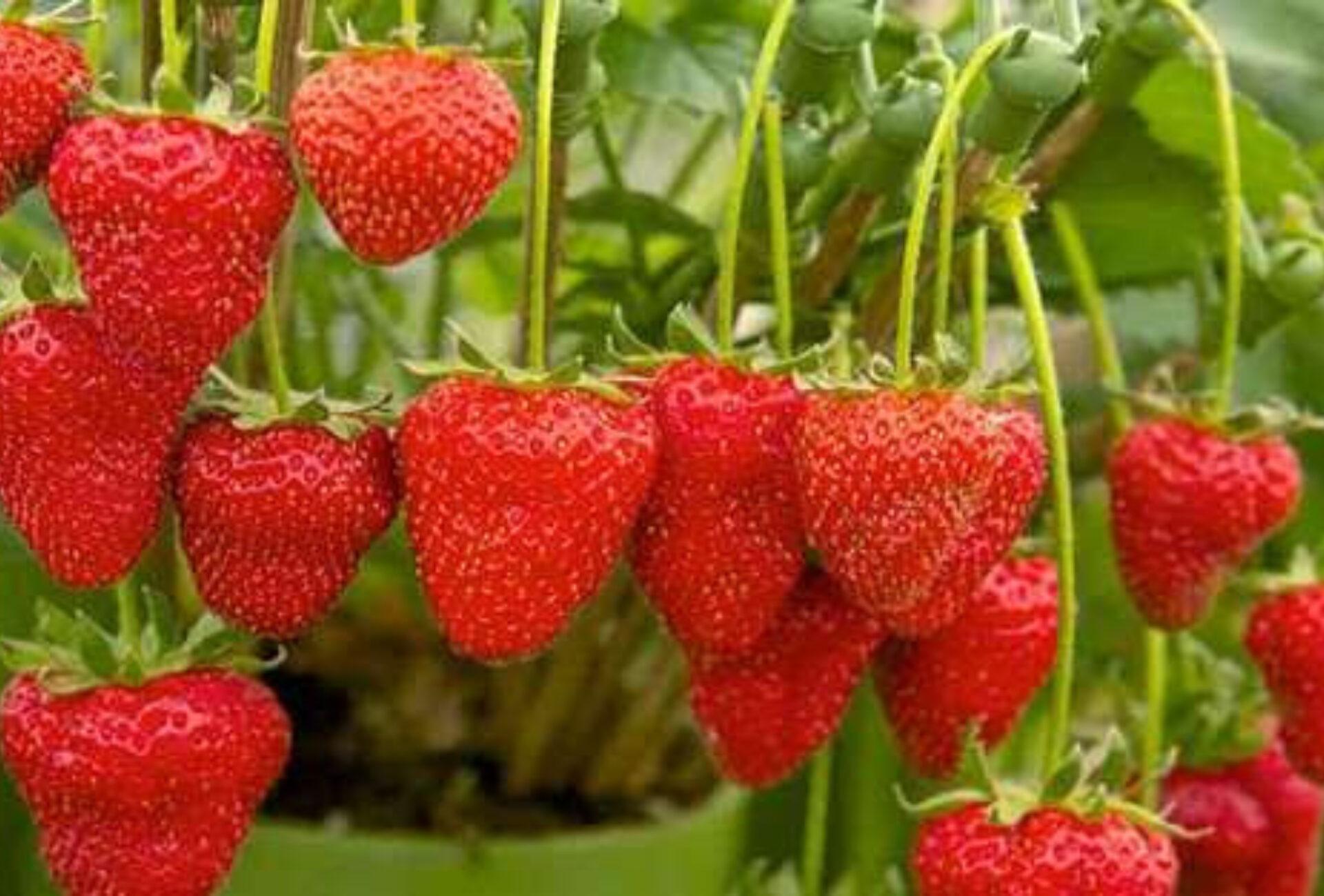 Φράουλες: Η διατροφική αξία τους και πως βοηθούν τον οργανισμό