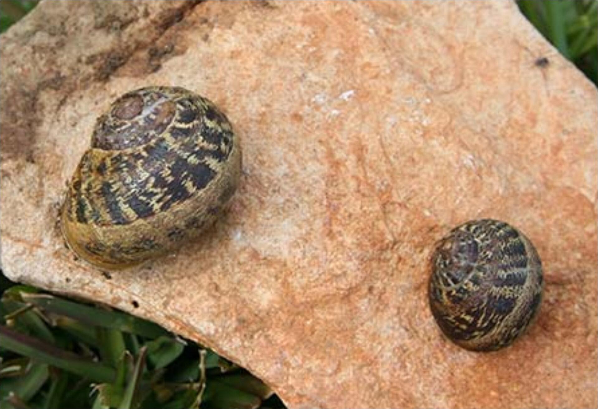 Σαλιγκάρια στον κήπο και το μπαλκόνι την Άνοιξη: Πως να κρατήσετε μακριά