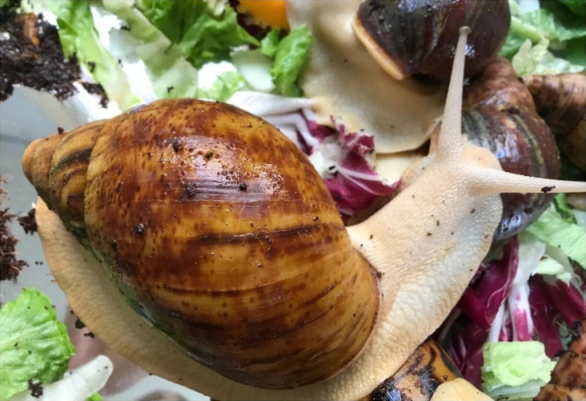 Σαλιγκάρια στον κήπο και το μπαλκόνι την Άνοιξη: Πως να κρατήσετε μακριά