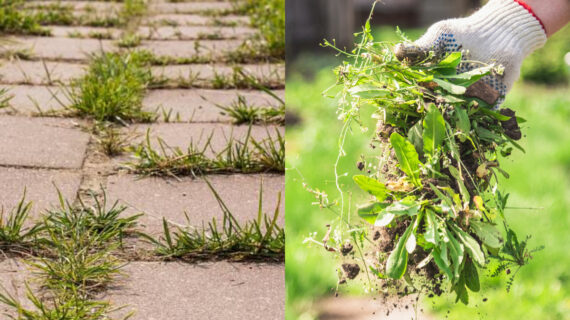 Πρασινάδες στο τσιμέντο και στα πλακάκια του Κήπου : Δείτε πως να μην ξαναφυτρώσουν