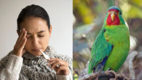 Πέντε νεκροί από την ψιττάκωση : Τι λέει ο ΠΟΥ για τον ιό των παπαγάλων