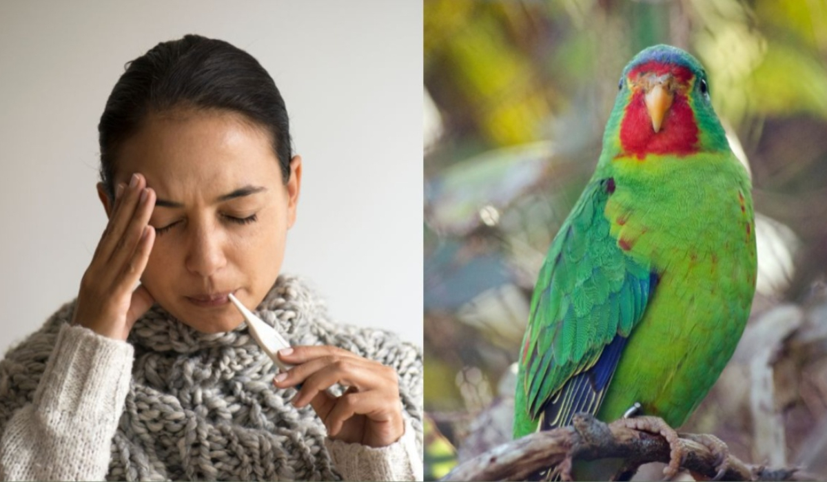 Πέντε νεκροί από την ψιττάκωση : Τι λέει ο ΠΟΥ για τον ιό των παπαγάλων