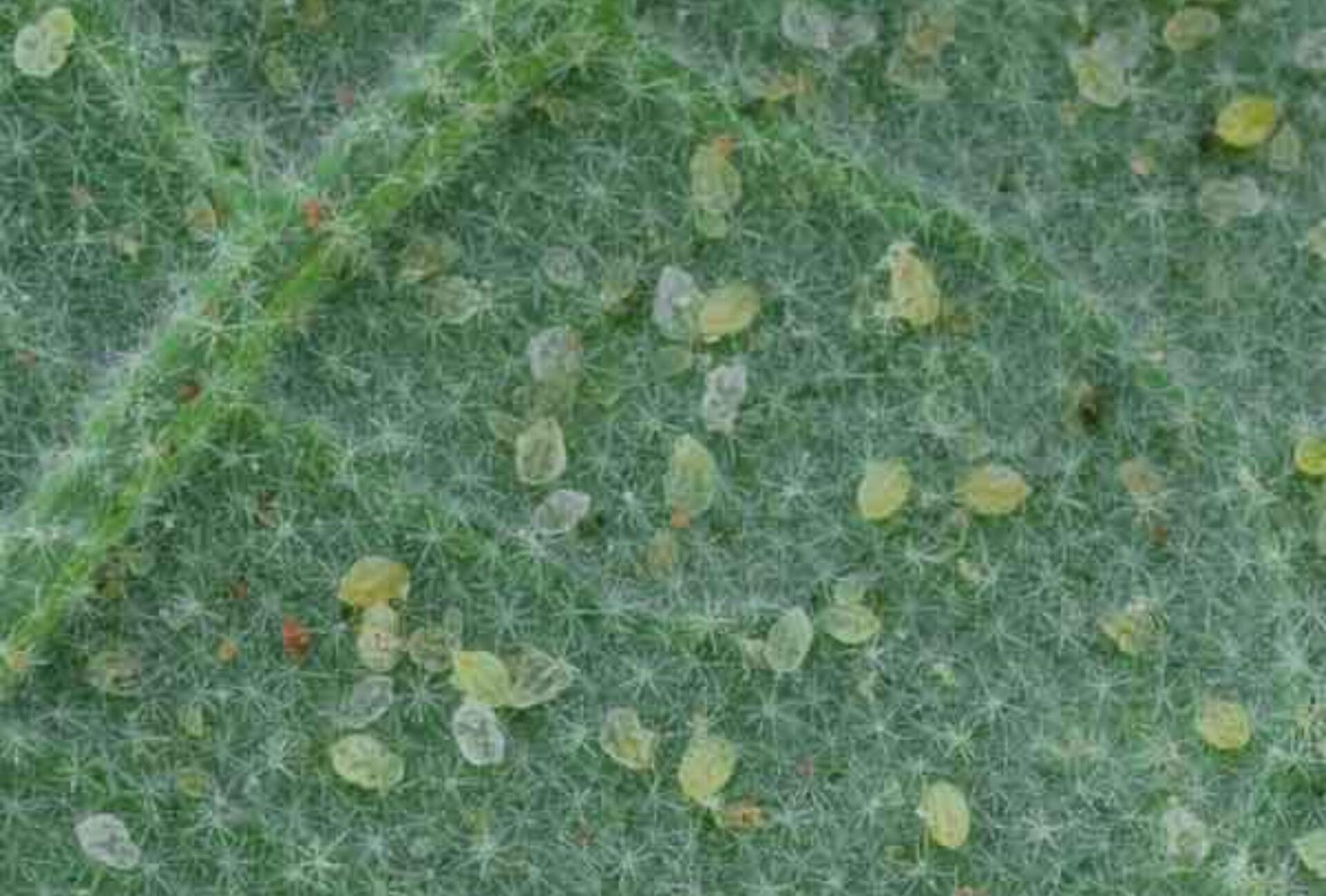 Λευκή μύγα την Άνοιξη στα φυτά στις γλάστρες και στον κήπο: Πως να απαλλαγείτε οριστικά