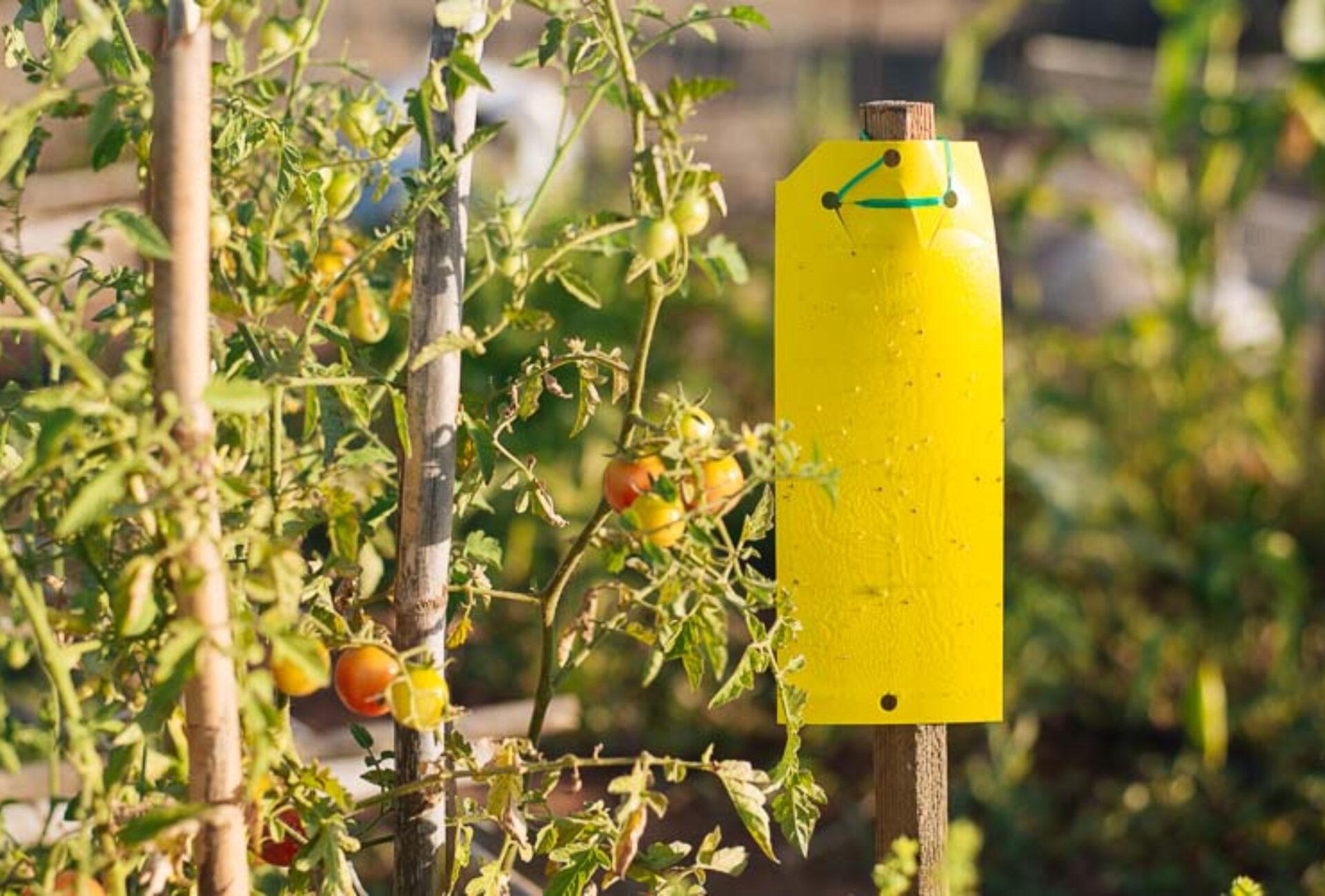 Λευκή μύγα την Άνοιξη στα φυτά στις γλάστρες και στον κήπο: Πως να απαλλαγείτε οριστικά